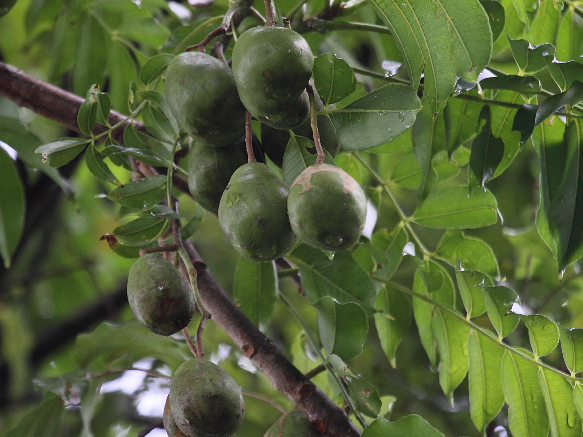 spondias_cytherea3bd