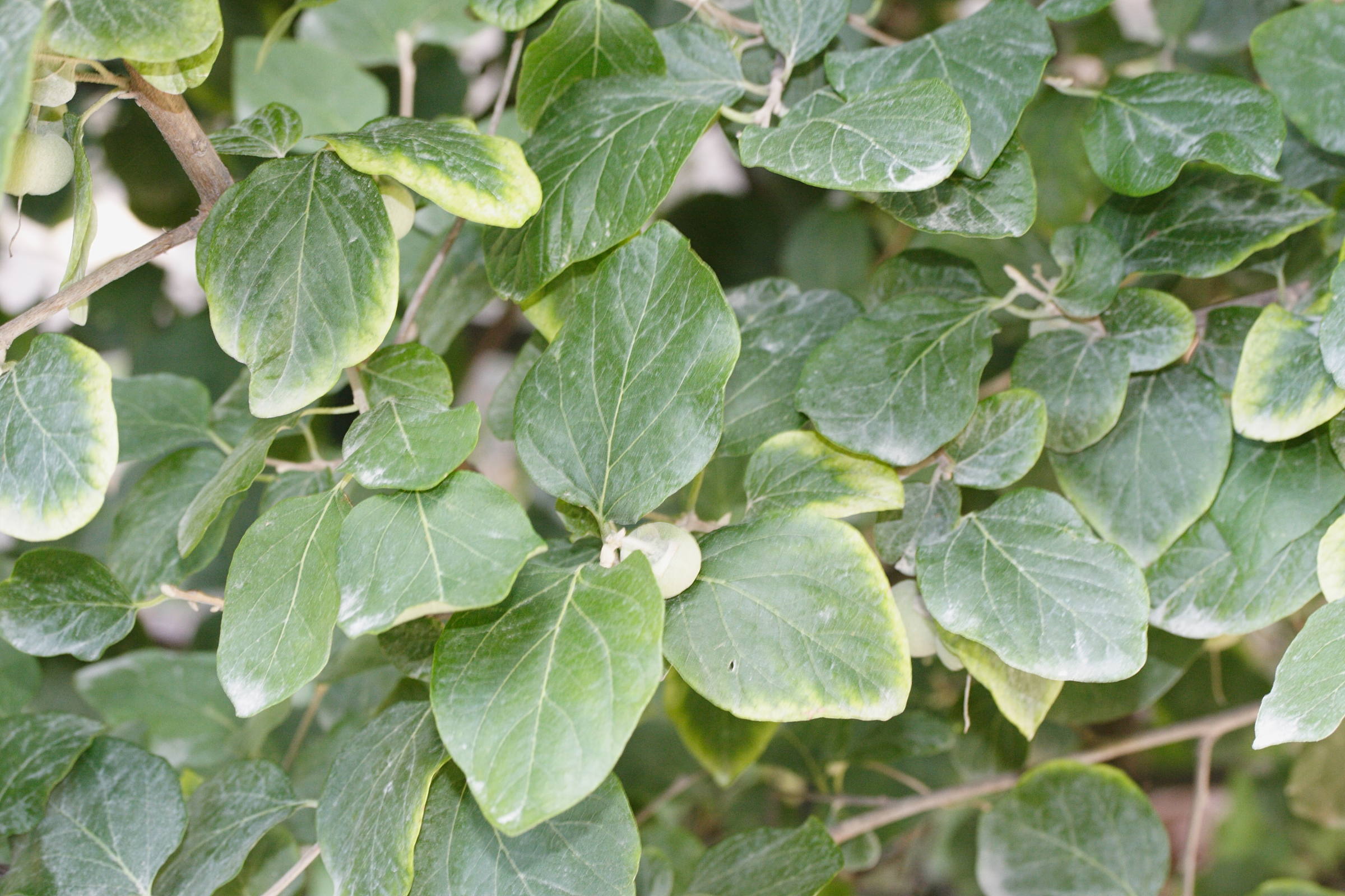 styrax_officinalis2md