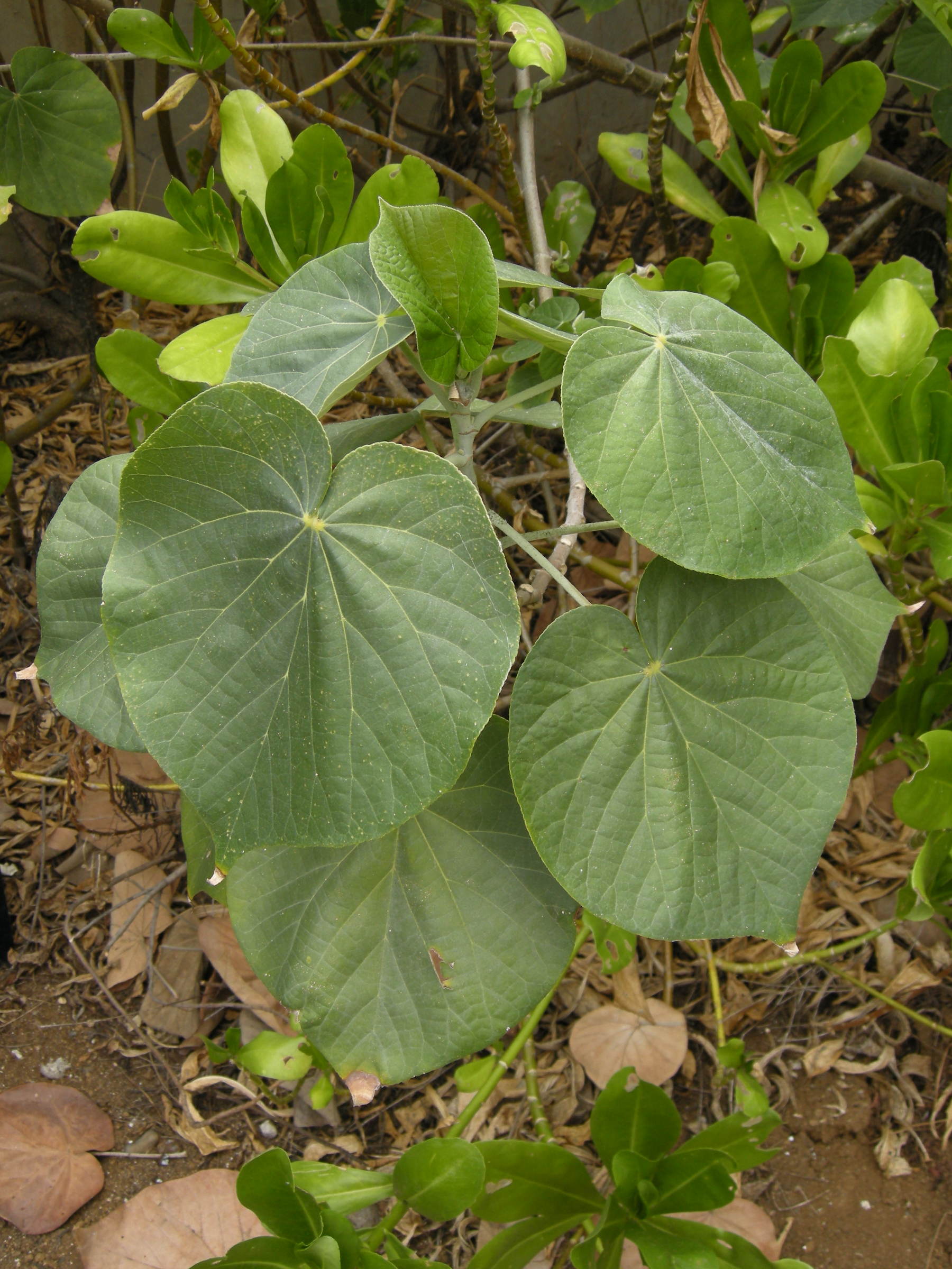 Afficher le média talipariti_tiliaceum1abd talipariti_tiliaceum1abd