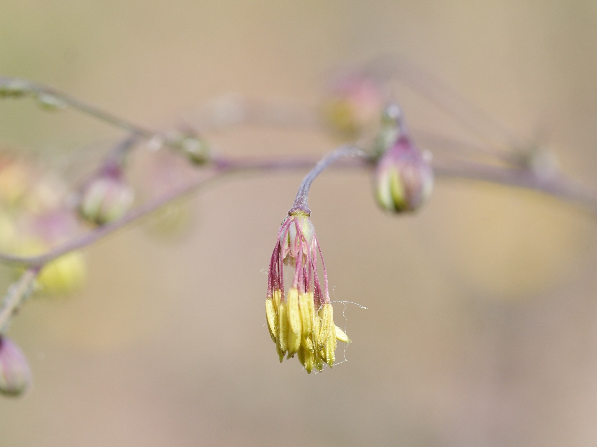 Afficher le média thalictrum_minus_dunense3md thalictrum_minus_dunense3md