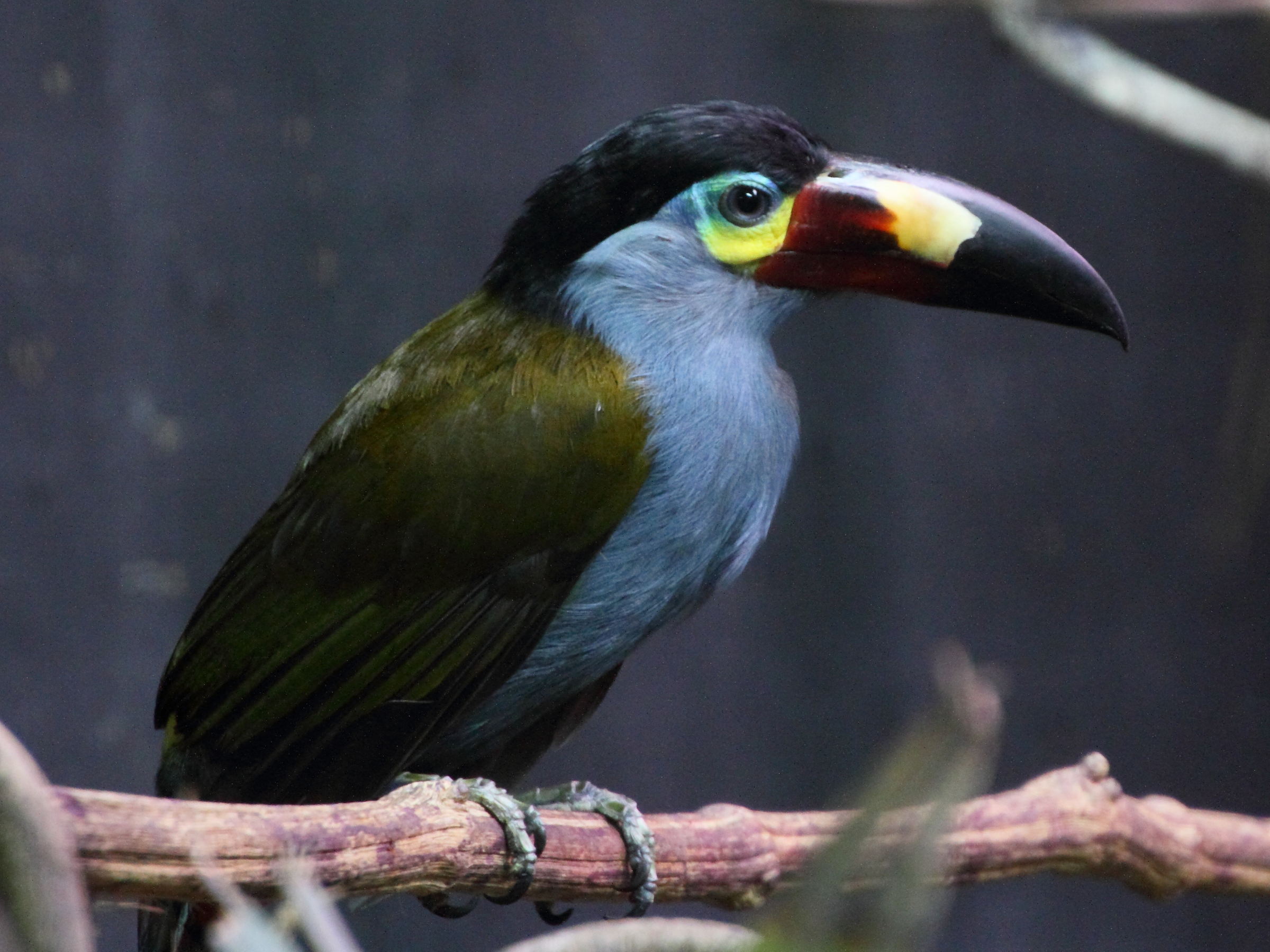 toucan_montagnard_-_andigena_laminirostris1md