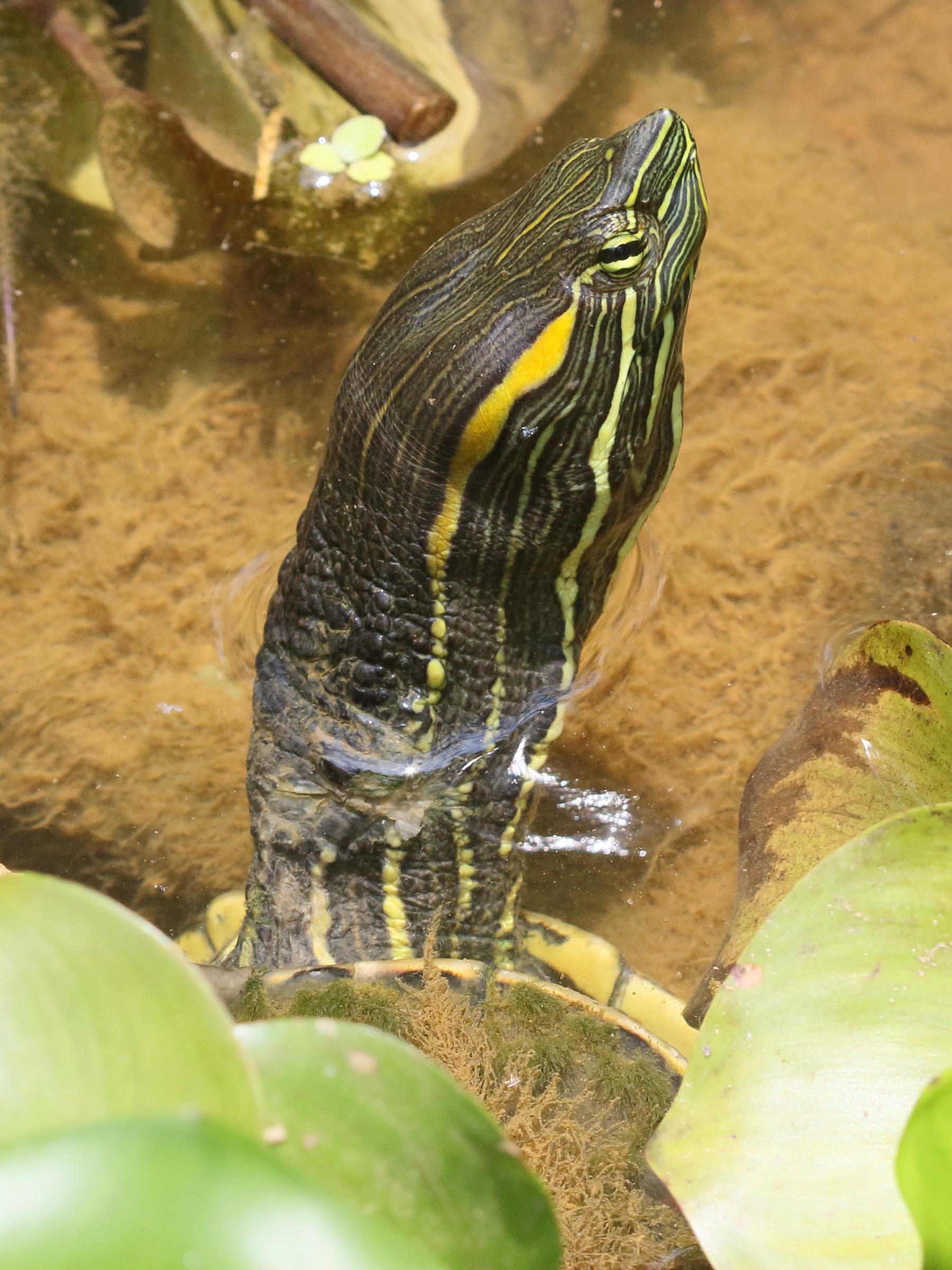 trachemys_venusta4bd