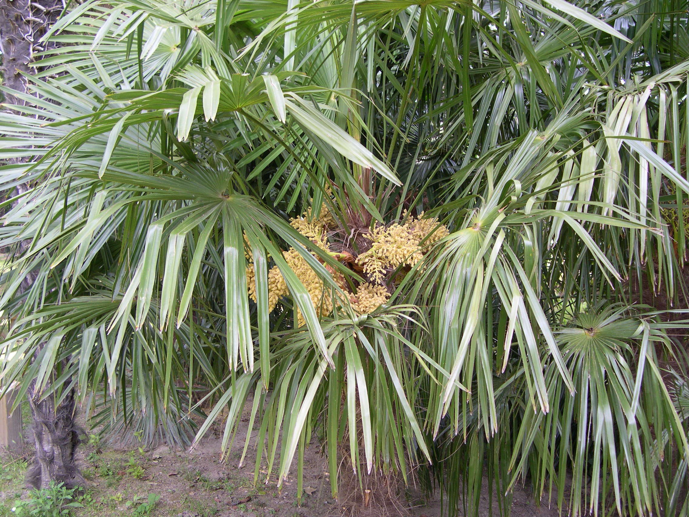 Afficher le média trachycarpus_fortunei7md trachycarpus_fortunei7md