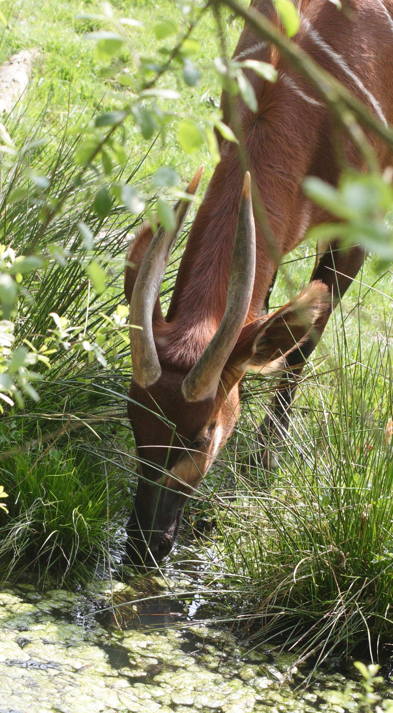 tragelaphus_eurycerus2md