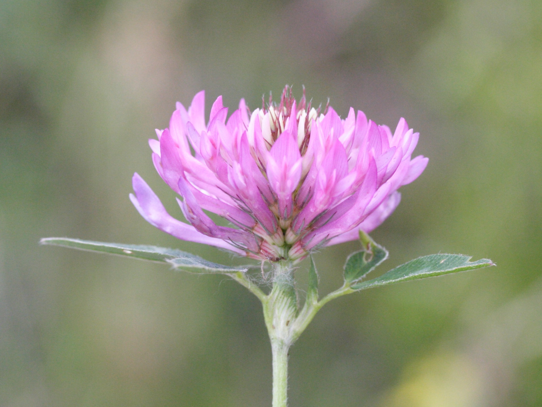 trifolium_medium2md