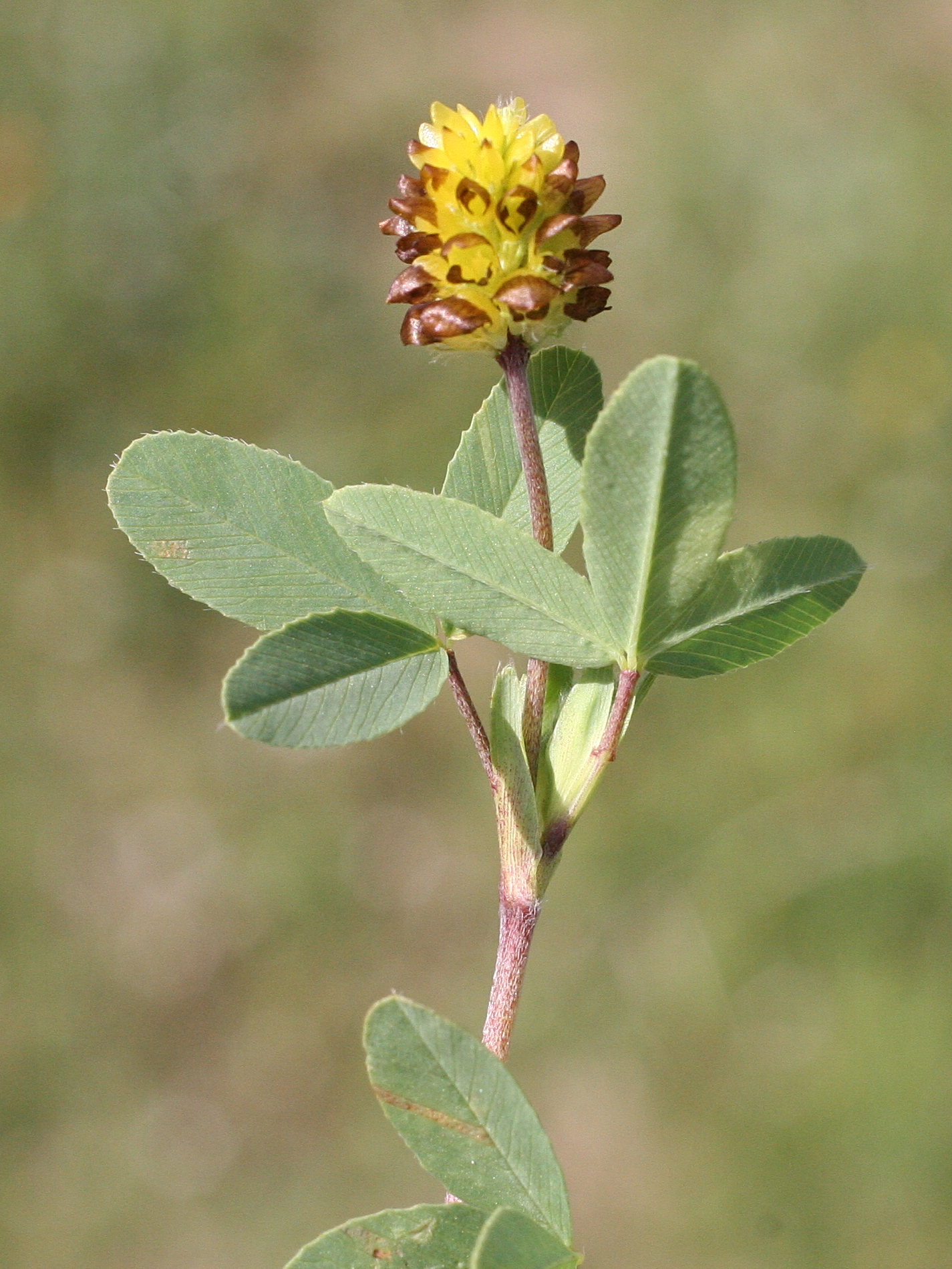trifolium_spadiceum2md
