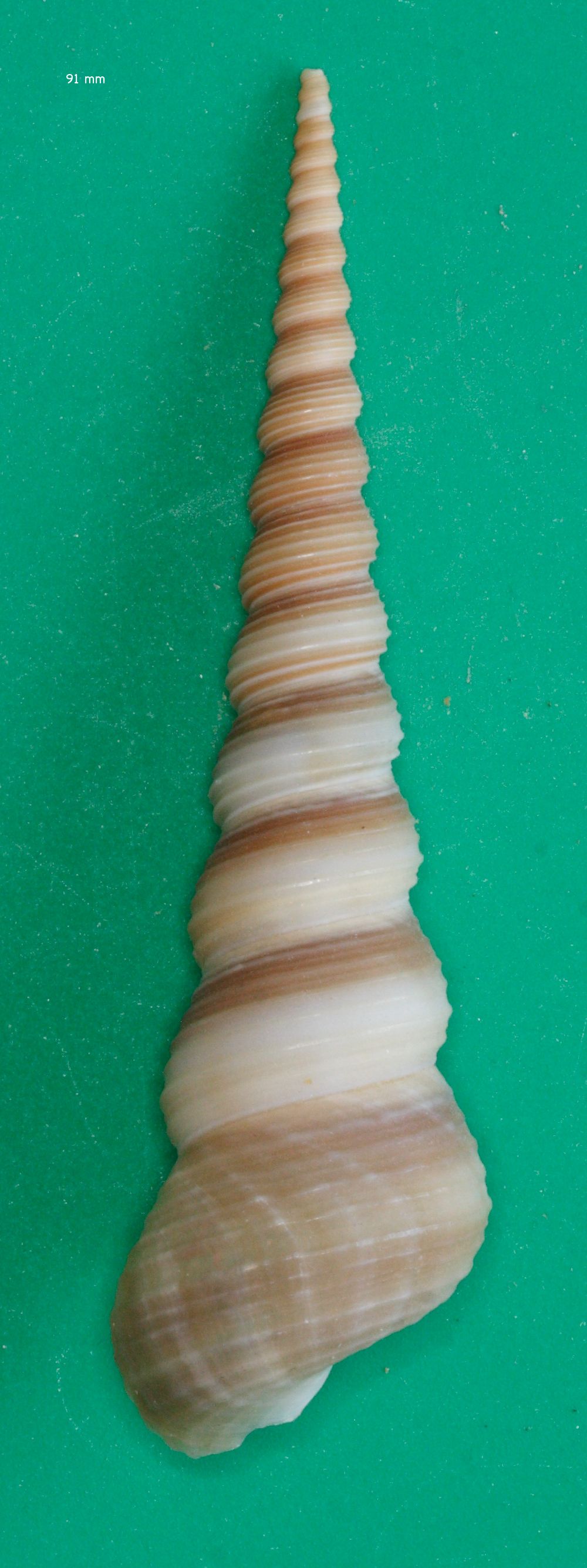 turritella_terebra1md