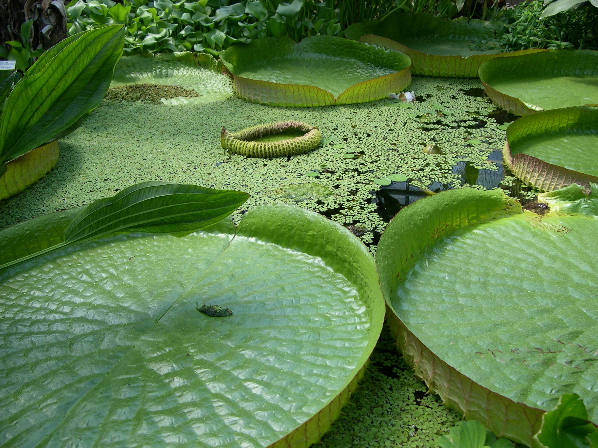 Afficher le média victoria_cruziana3md victoria_cruziana3md