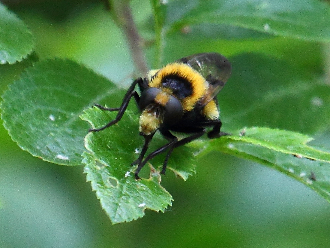 volucella_bombylans1bd