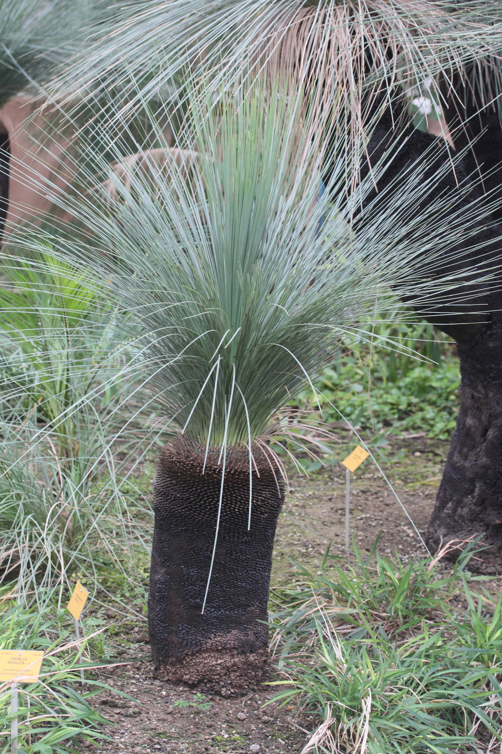 xanthorrhoea_glauca2md