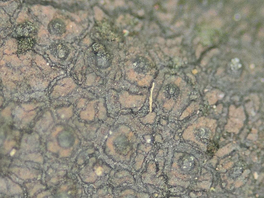 Afficher le média xylaria_polymorpha6md xylaria_polymorpha6md