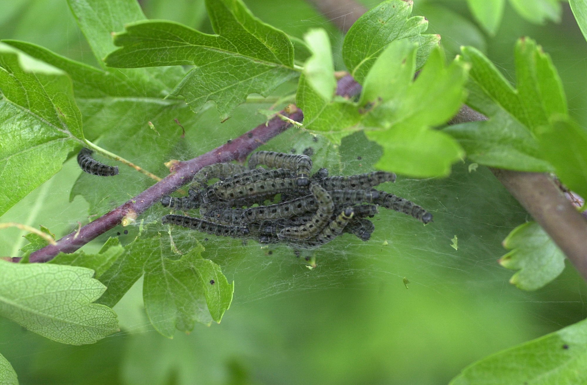 Afficher le média yponomeuta_padella_ch1 yponomeuta_padella_ch1