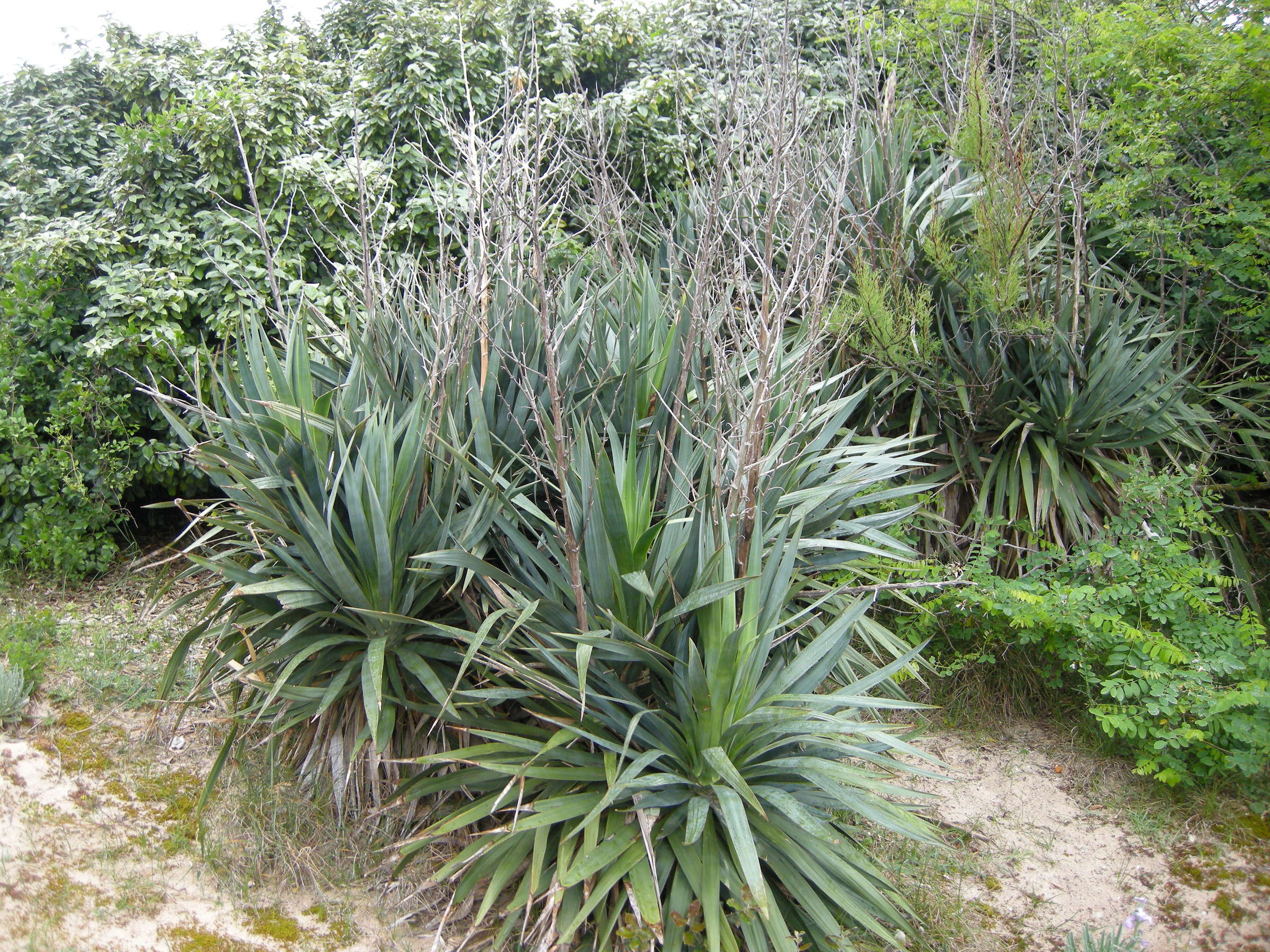 yucca_gloriosa3md