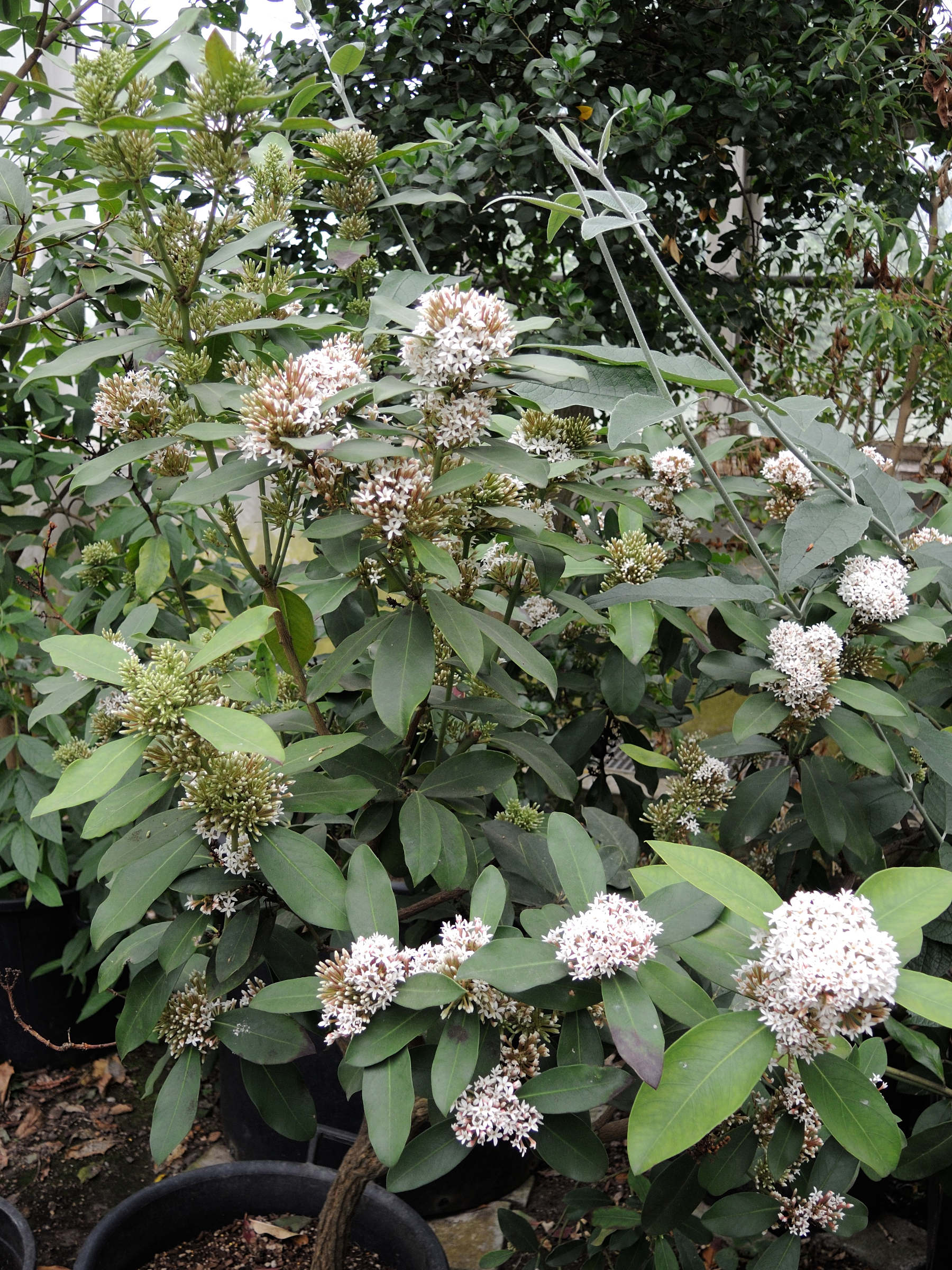 acokanthera_oblongifolia1md