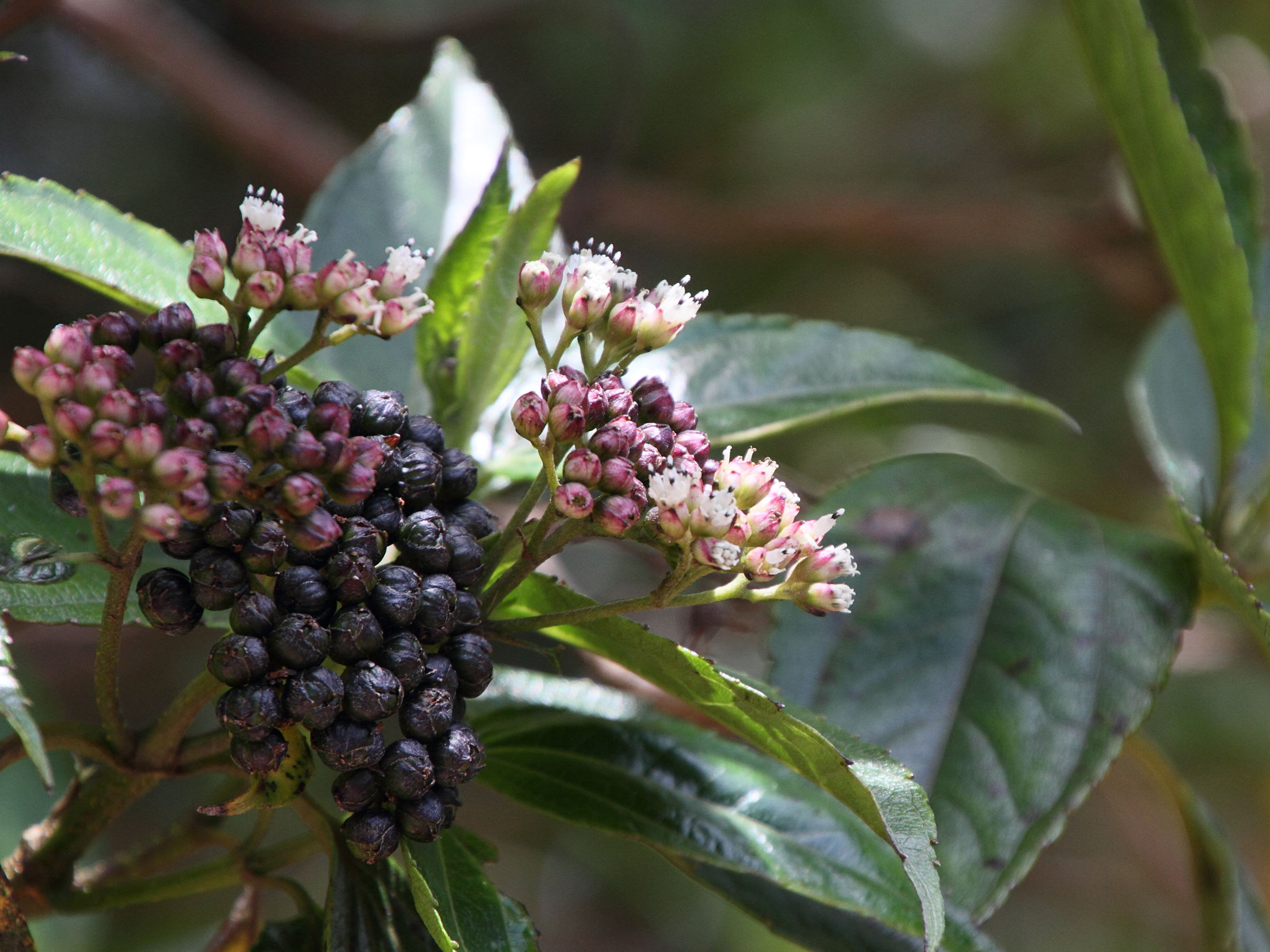 ageratina_anisochroma2md