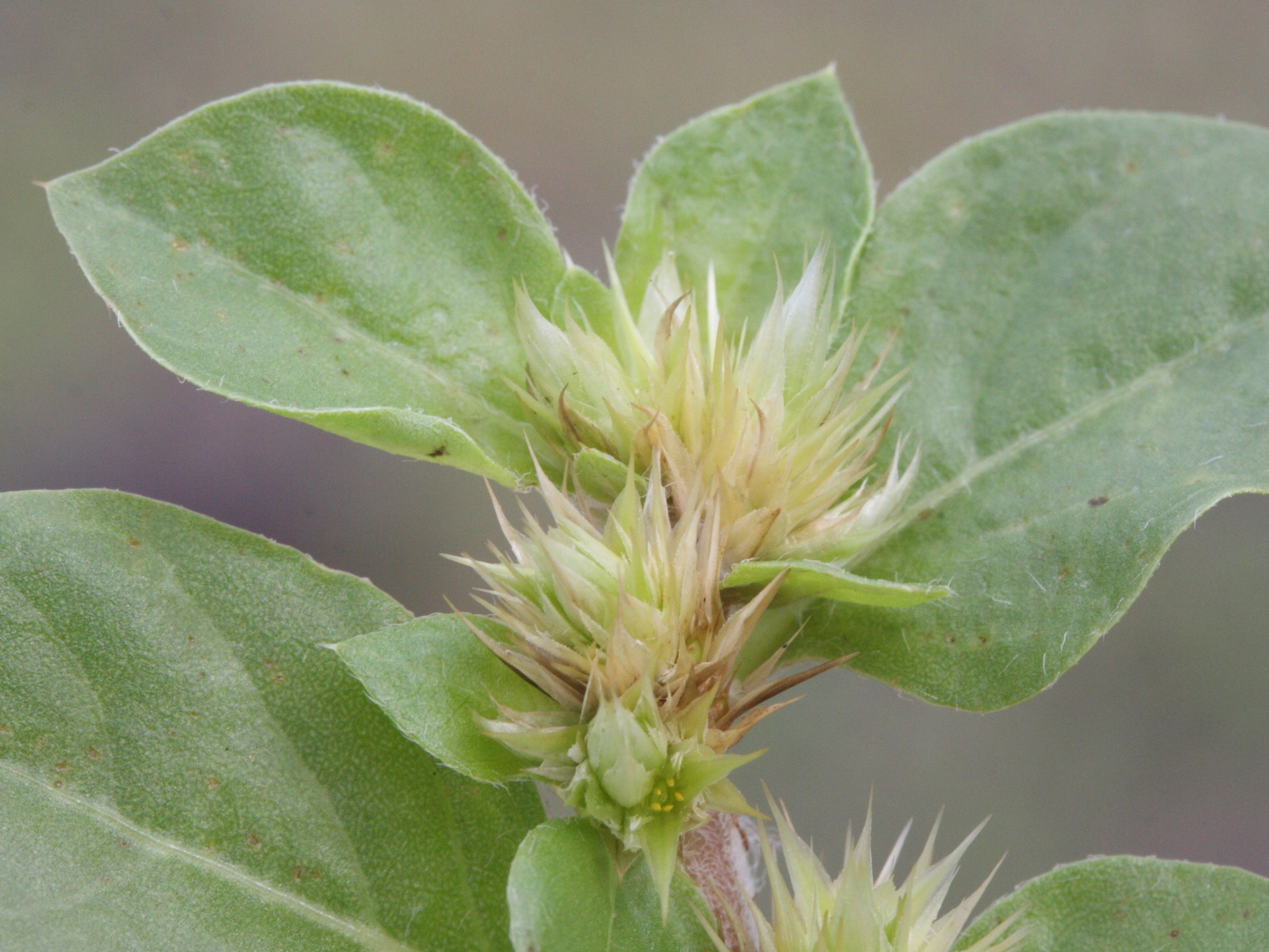 Afficher le média alternanthera_pungens2md alternanthera_pungens2md