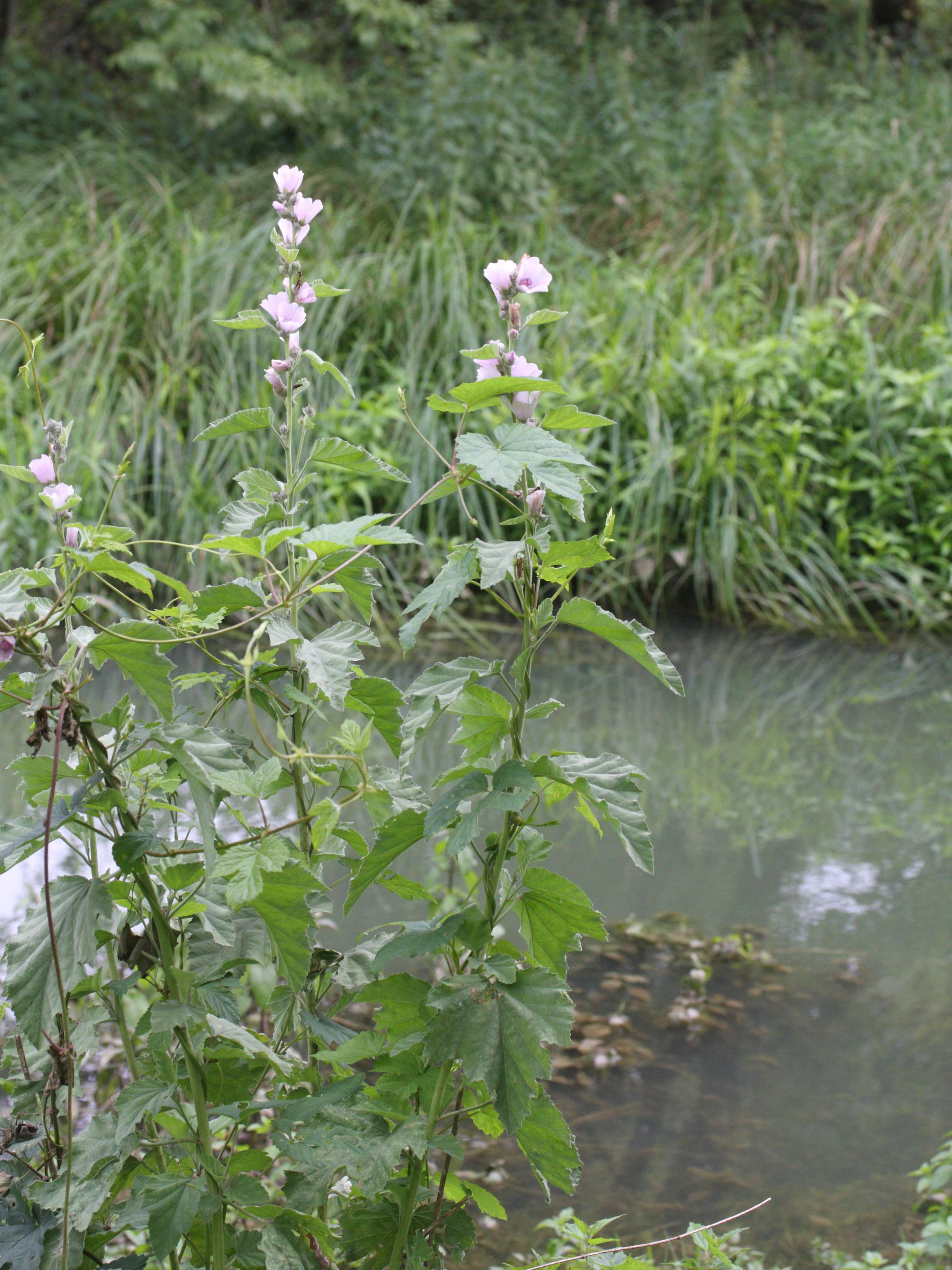 althaea_officinalis1md