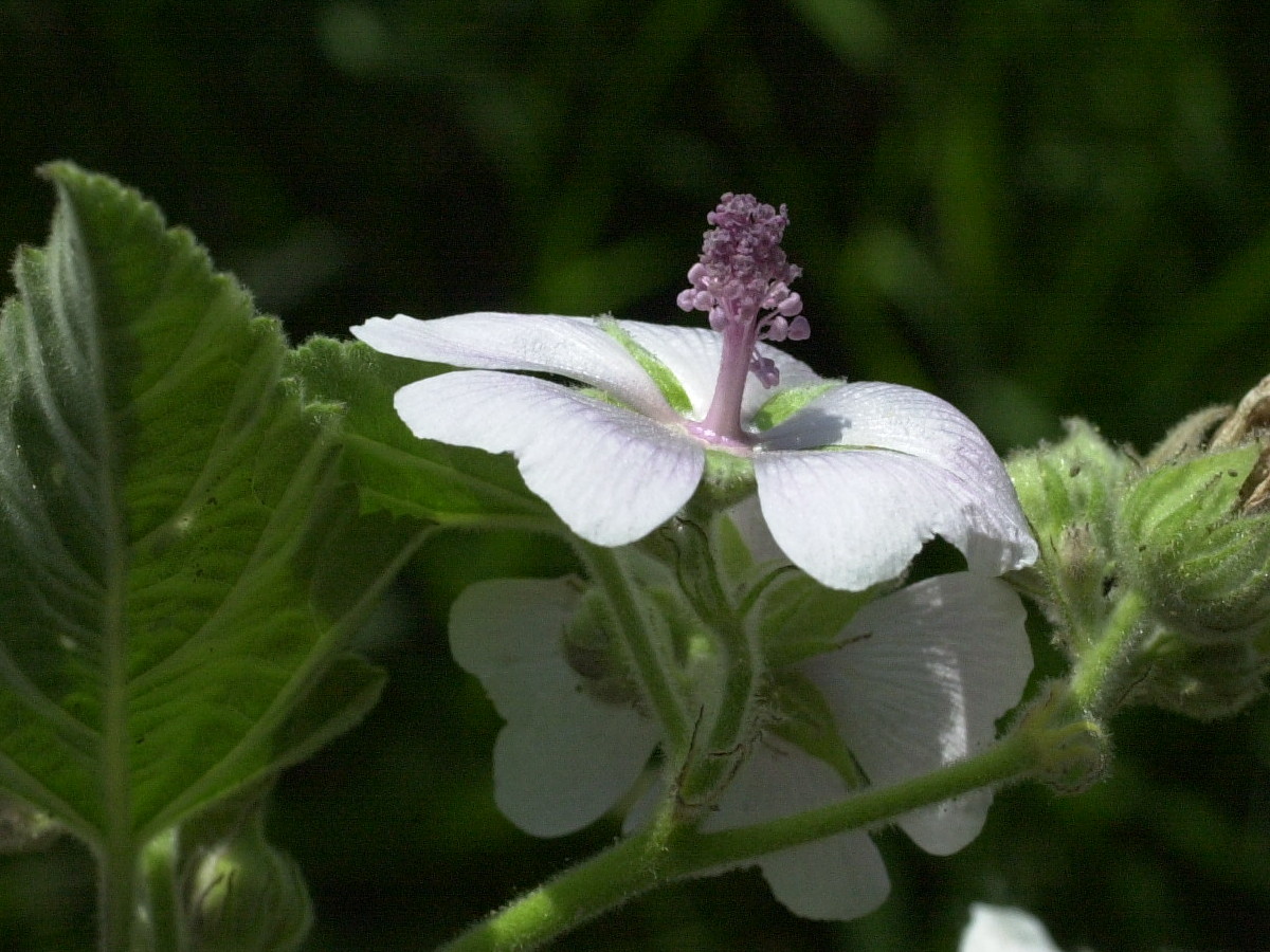althaea_officinalis3md