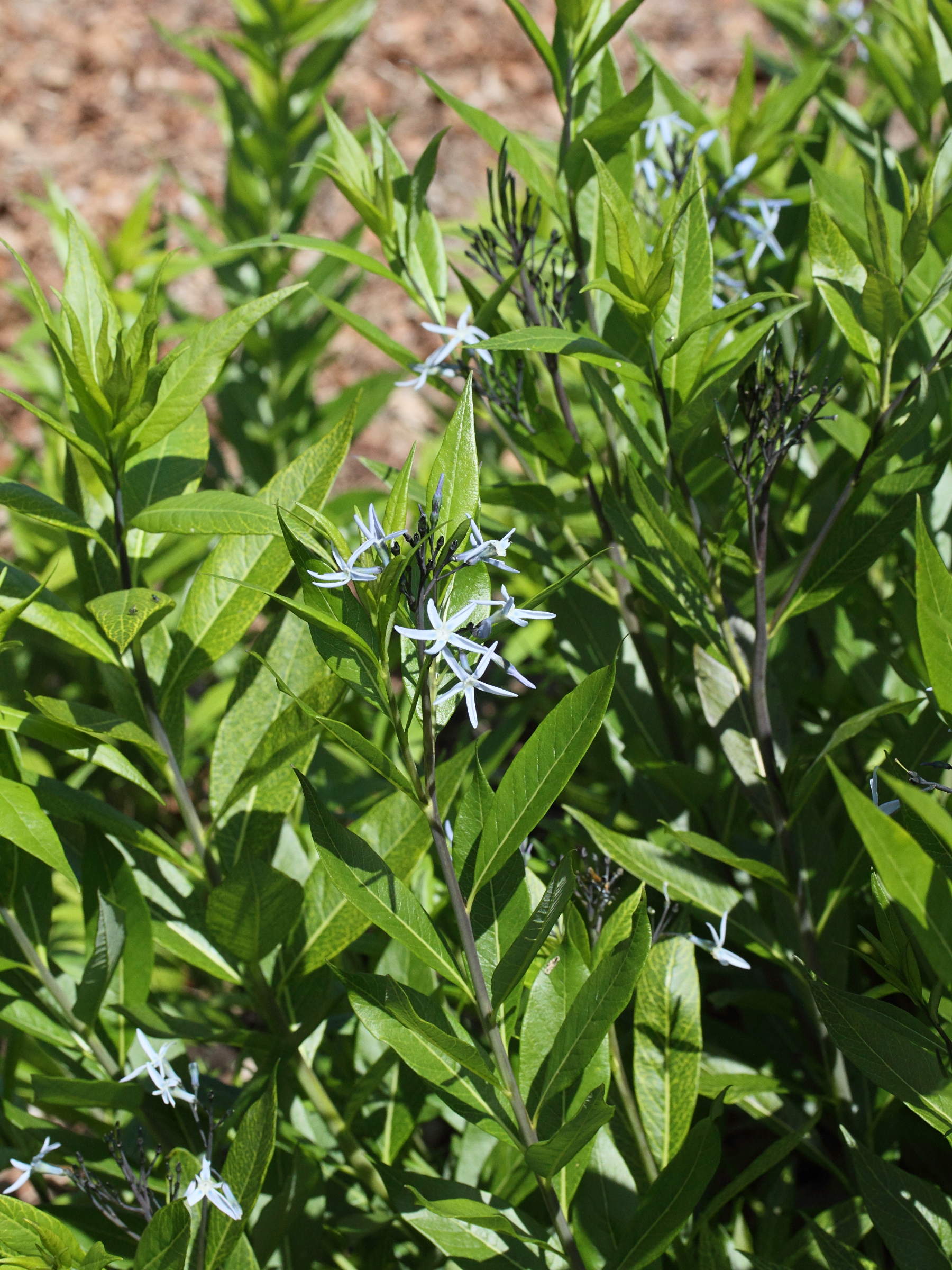 amsonia_tabernaemontana3md