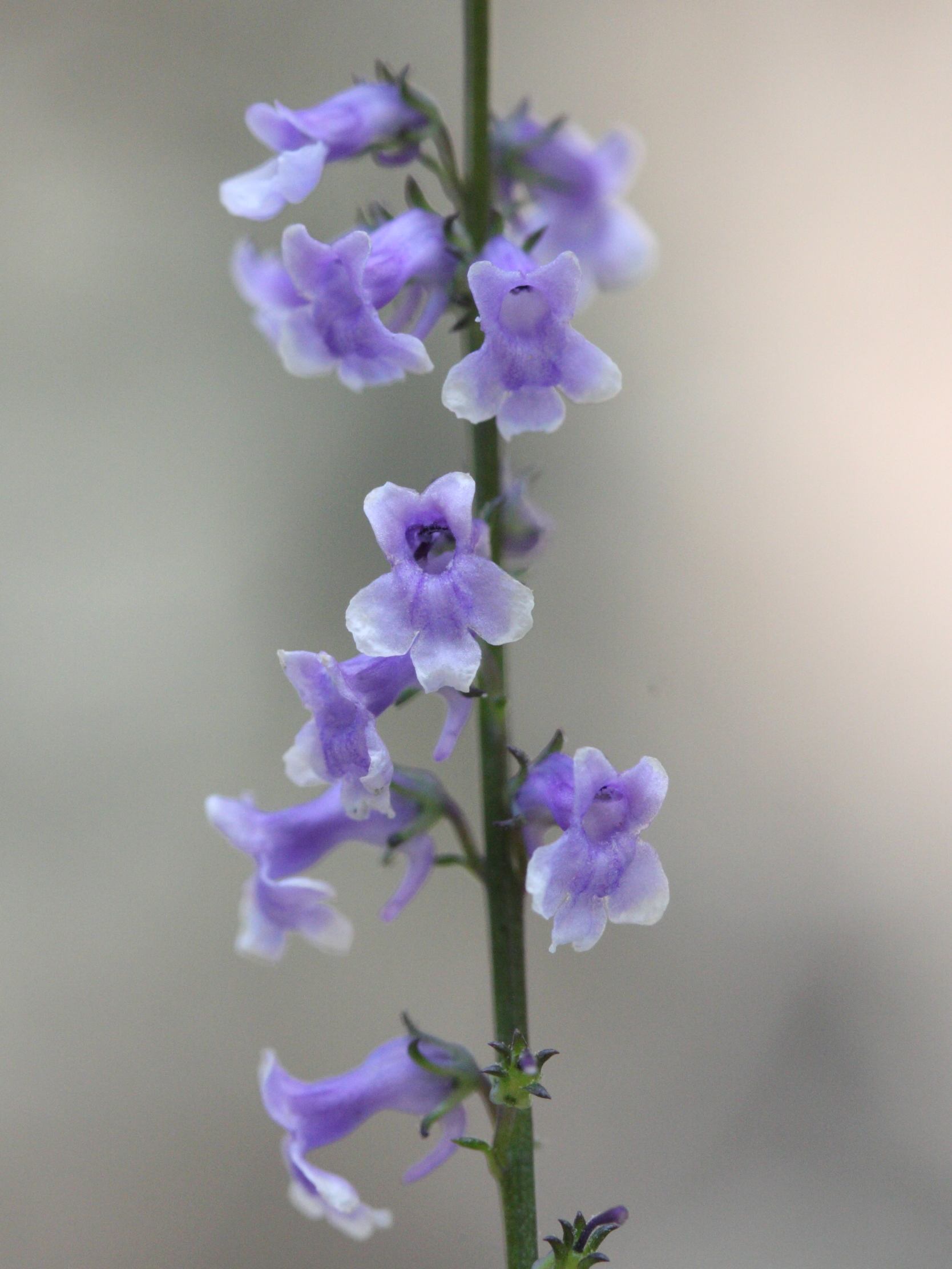 Afficher le média anarrhinum_bellidifolium2amd anarrhinum_bellidifolium2amd