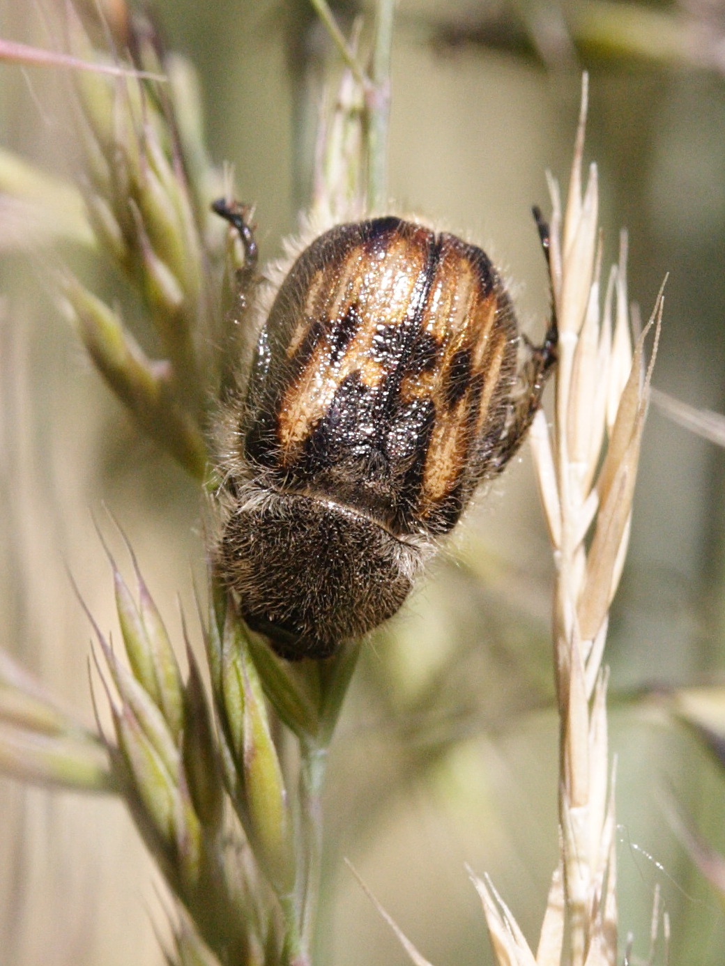 anisoplia_villosa1md