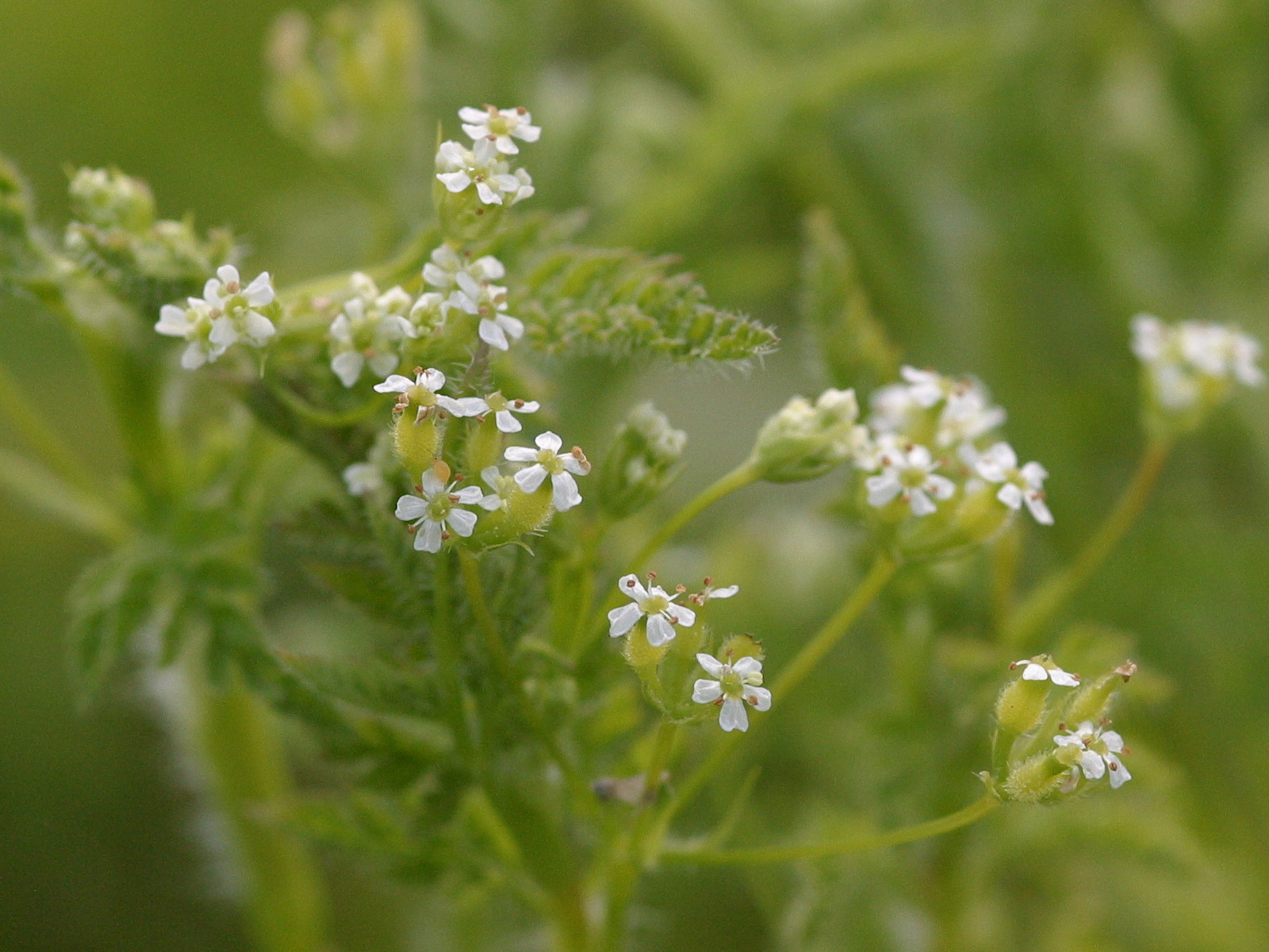 Afficher le média anthriscus_caucalis2md anthriscus_caucalis2md