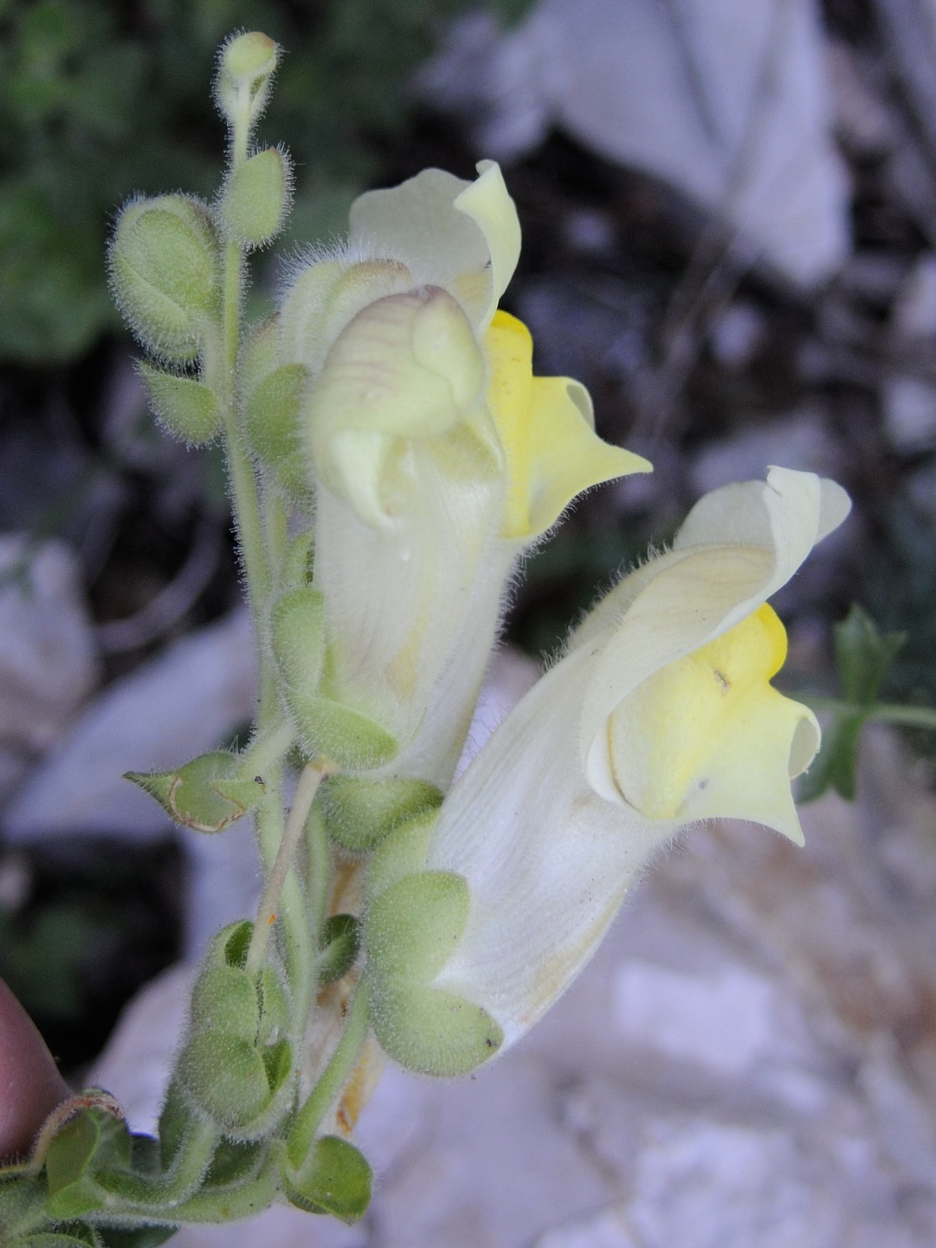 Afficher le média antirrhinum_majus_latifolium3md antirrhinum_majus_latifolium3md