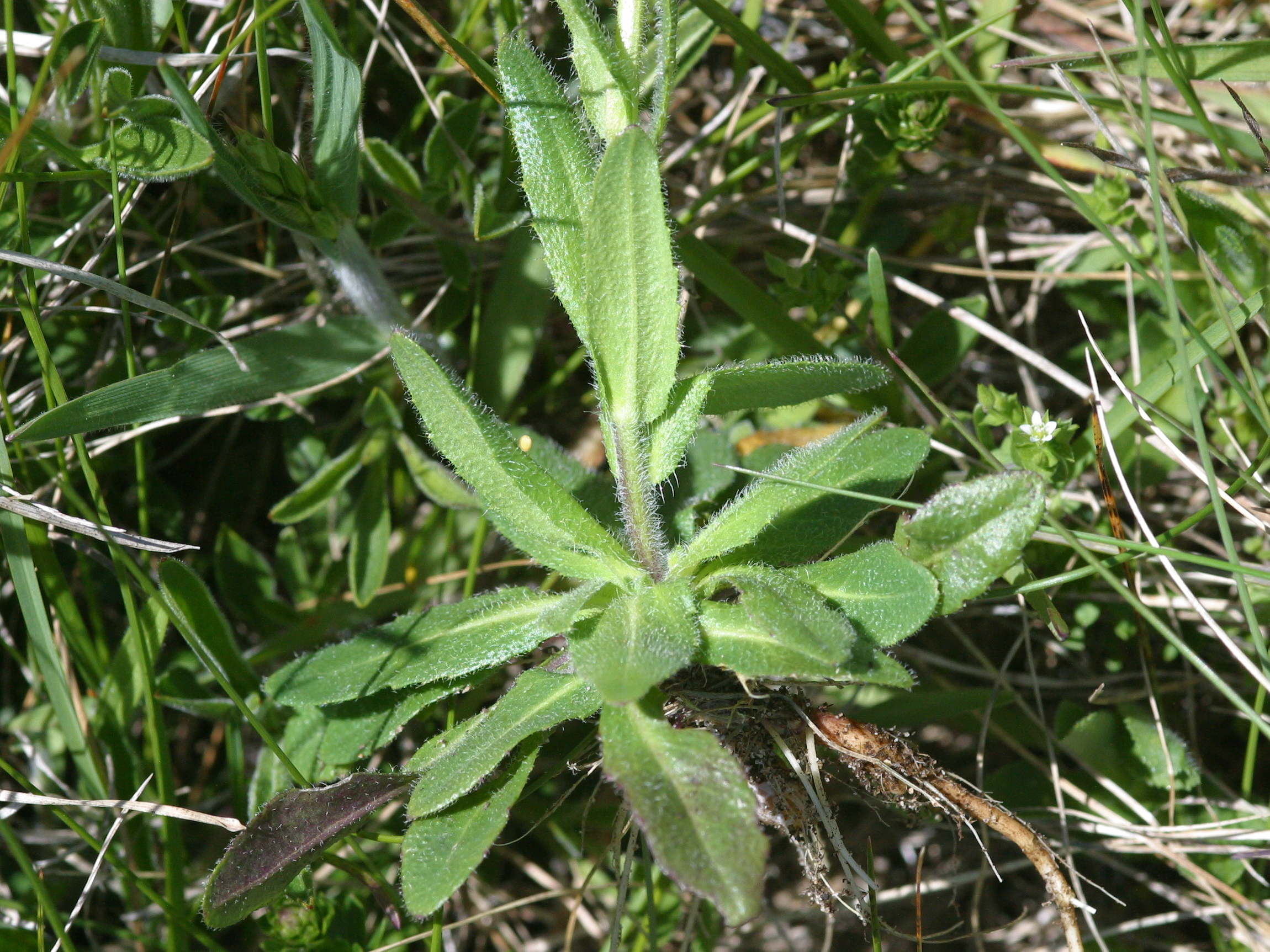 Afficher le média arabis_hirsuta_hirsuta2md arabis_hirsuta_hirsuta2md