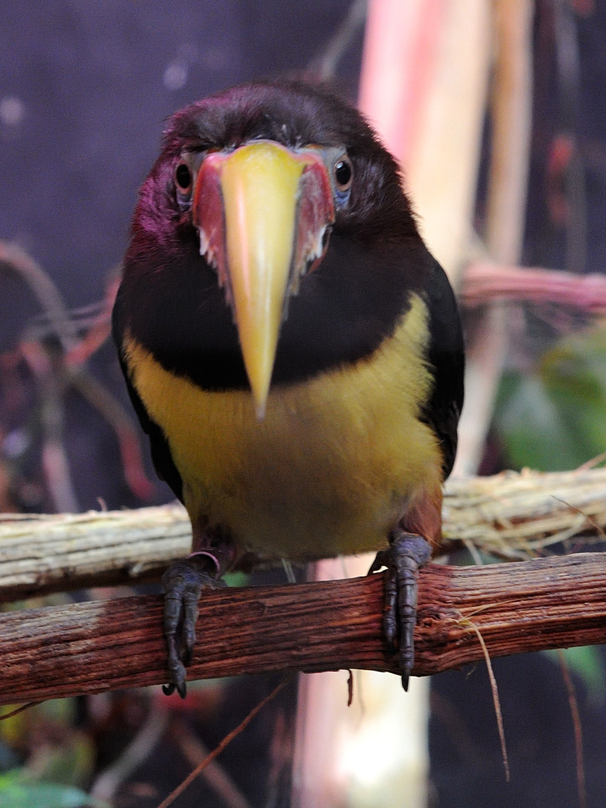 aracari_vert_-_pteroglossus_viridis1md