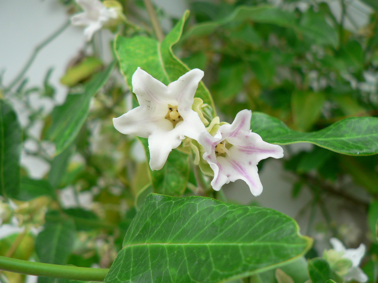 araujia_sericifera8gc