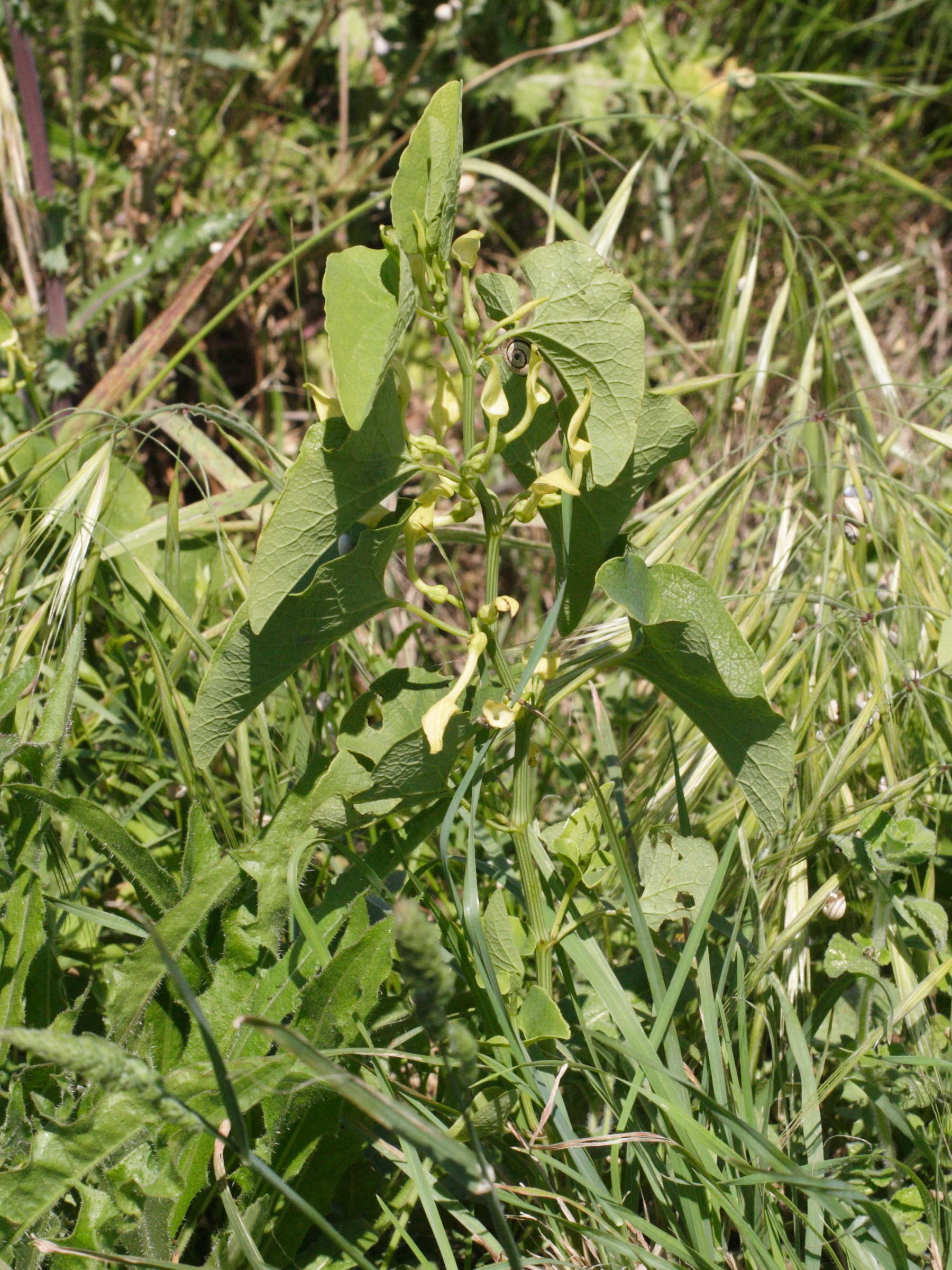 Afficher le média aristolochia_clematitis3md aristolochia_clematitis3md