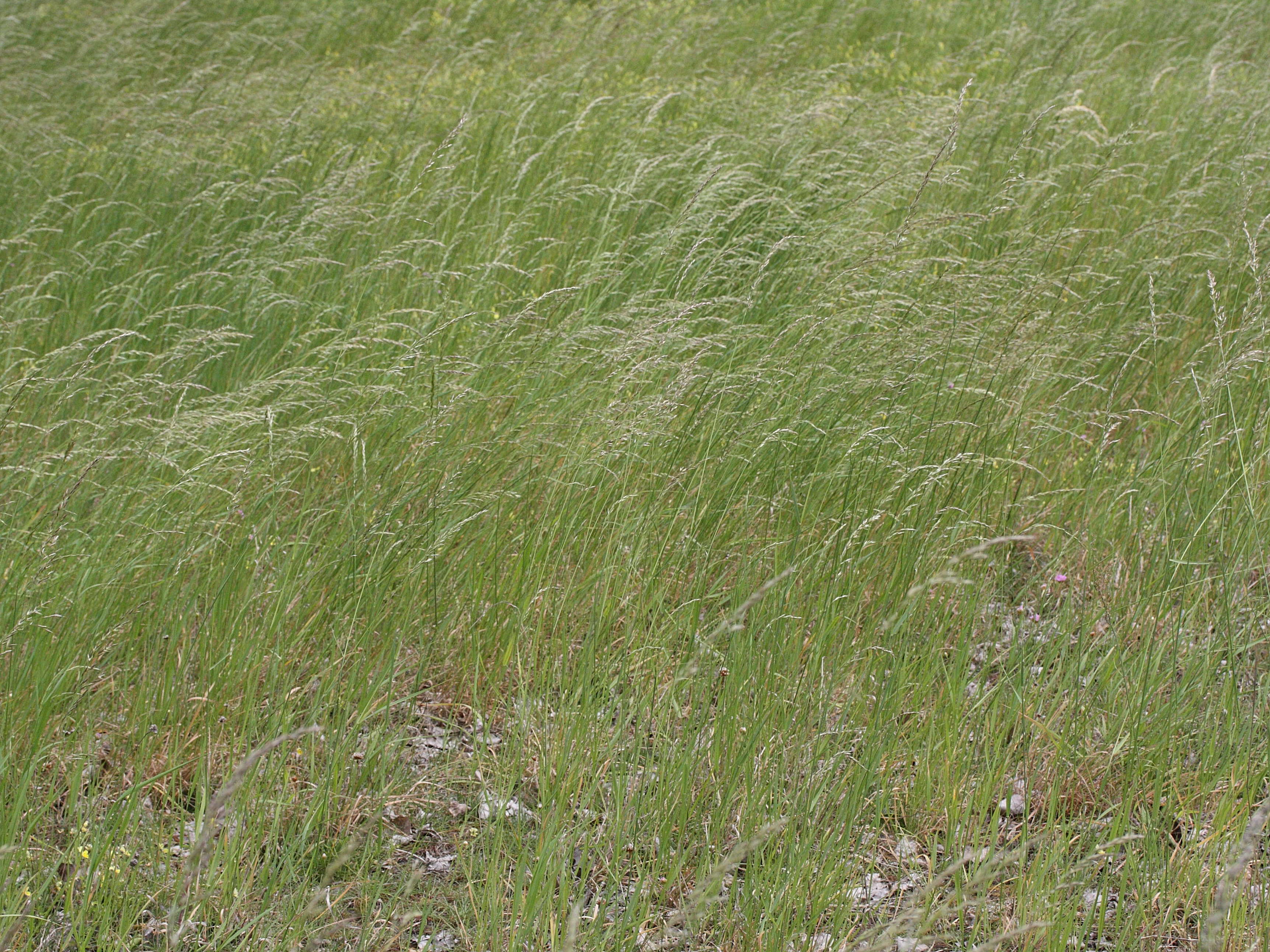 arrhenatherum_elatius1md