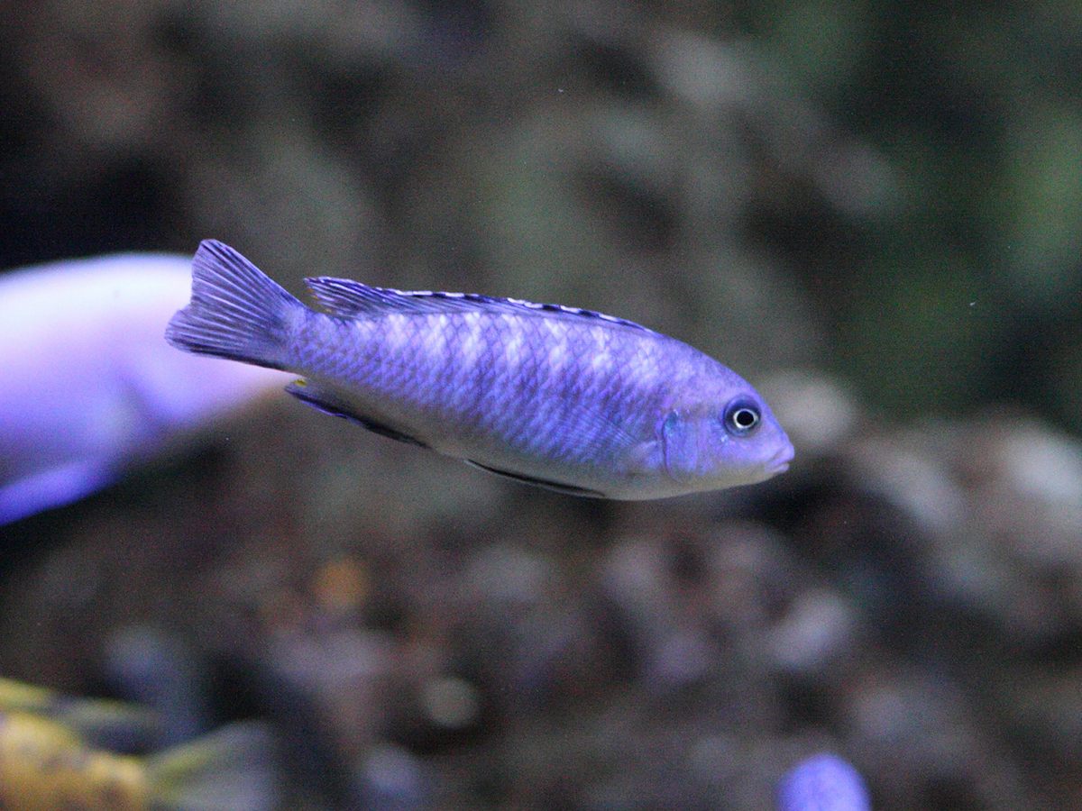 aulonocara_stuartgranti1bd