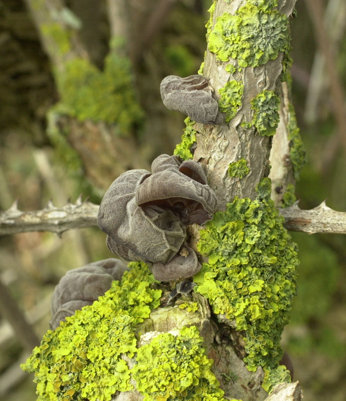 Afficher le média auricularia_auricula-judae1md auricularia_auricula-judae1md