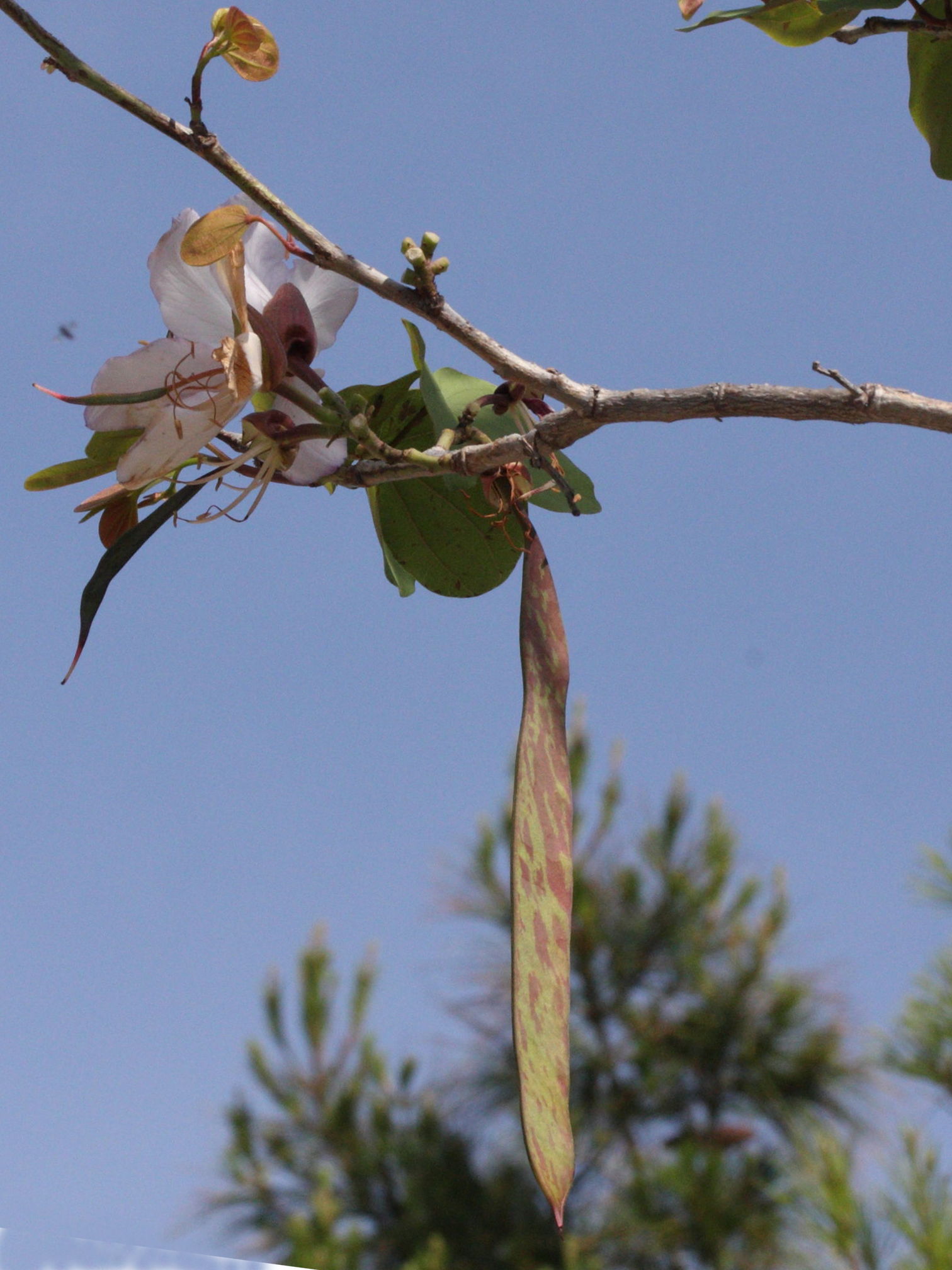 Afficher le média bauhinia_variegata4md bauhinia_variegata4md