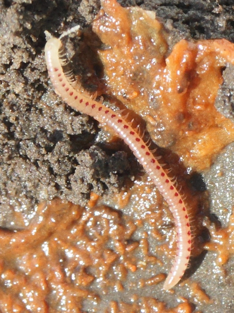 blaniulus_guttulatus2bd