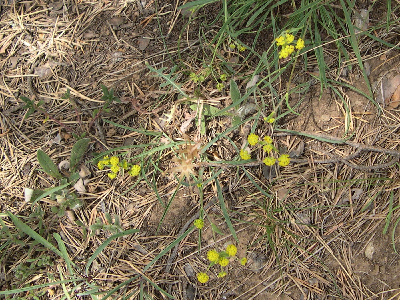 bupleurum_falcatum1md