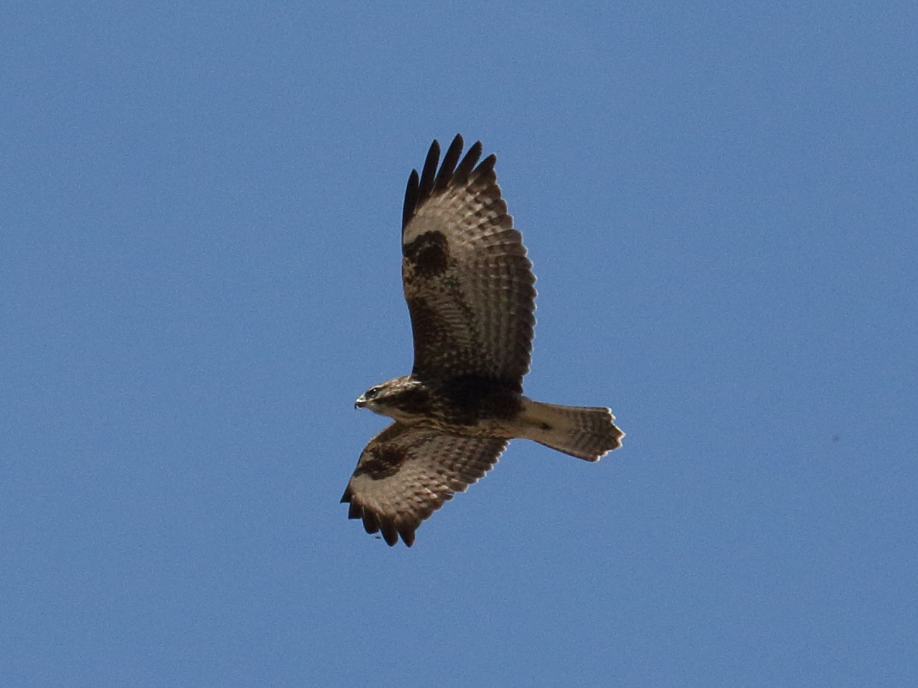 buse_variable_-_buteo_buteo3bd