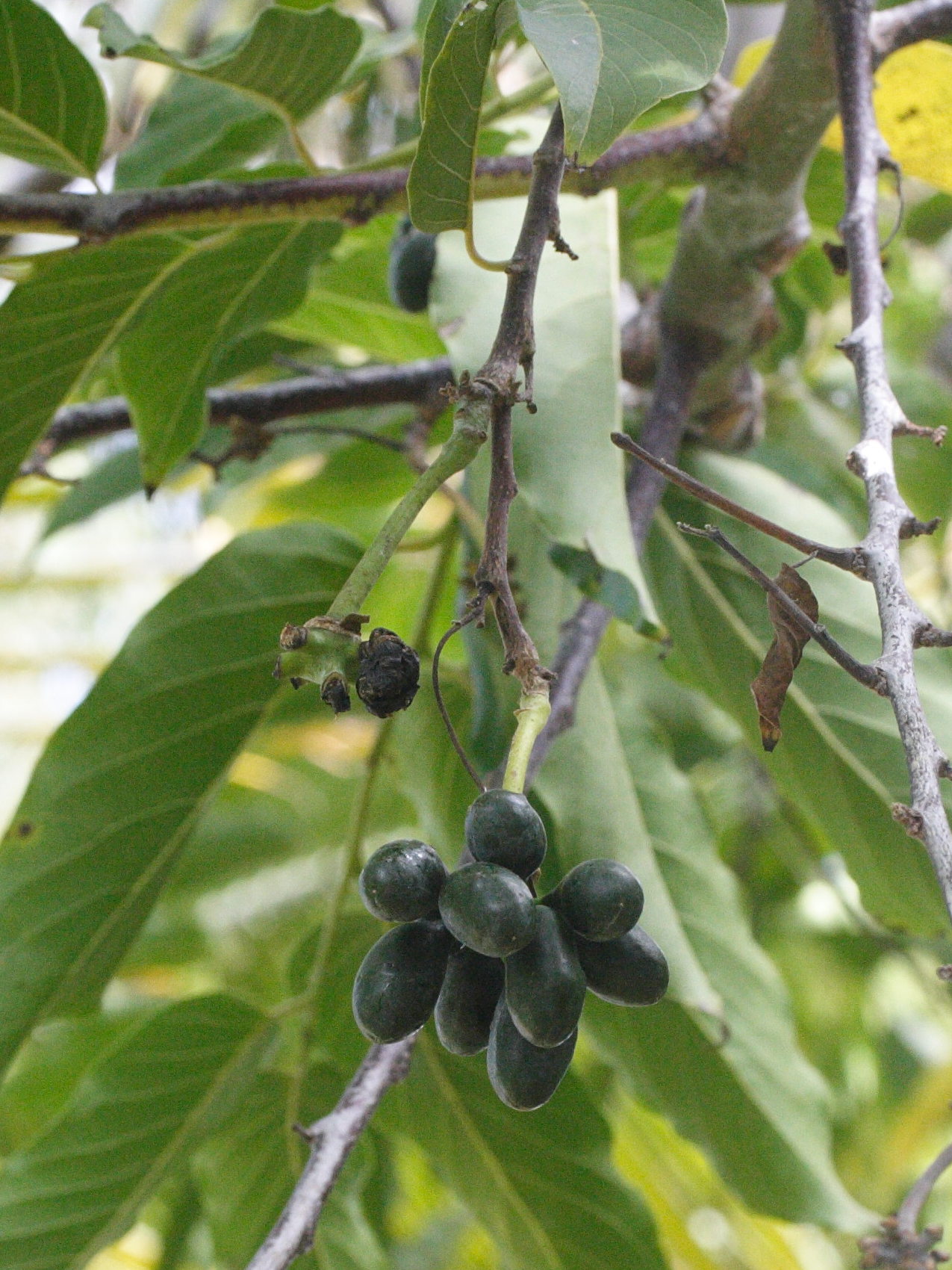 Afficher le média cananga_odorata2md cananga_odorata2md