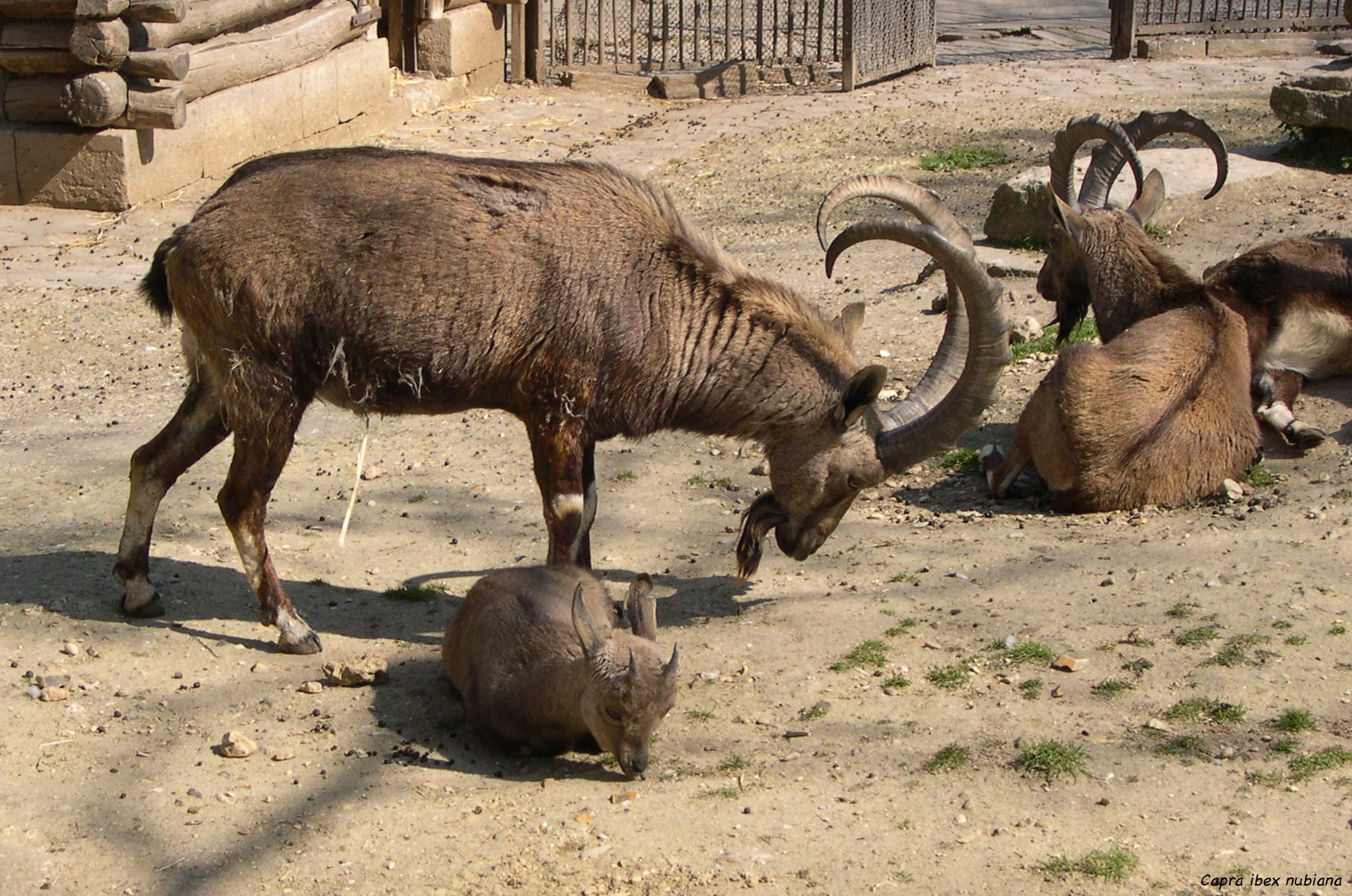 capra_nubiana1md
