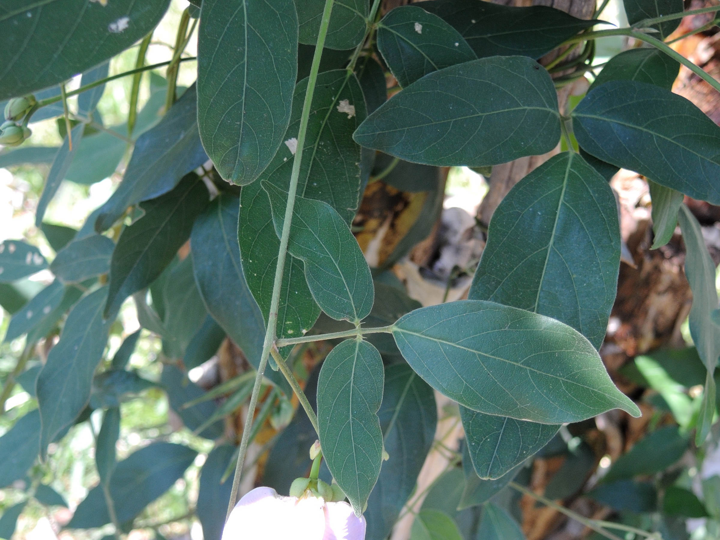 centrosema_pubescens3md