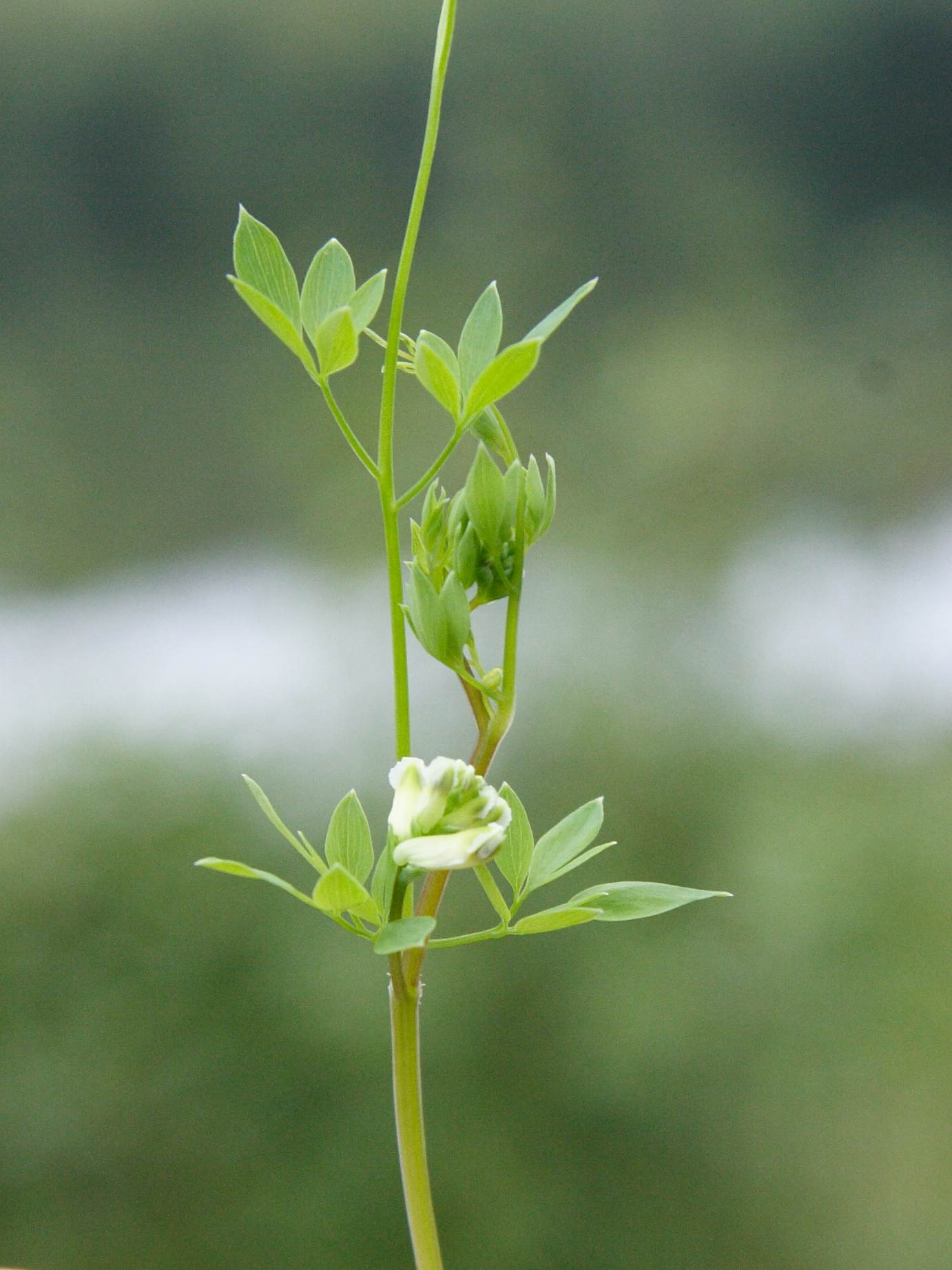 Afficher le média Ceratocapnos_claviculata Ceratocapnos_claviculata