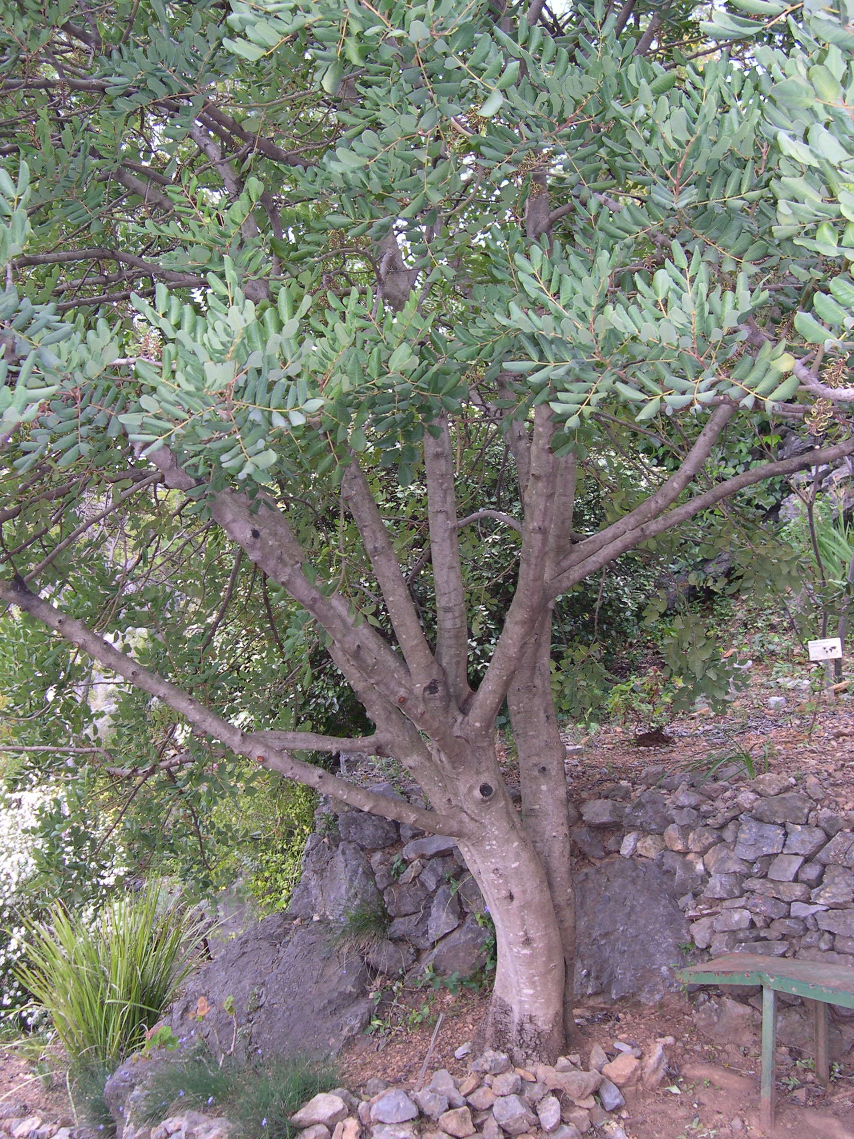 ceratonia_siliqua1md