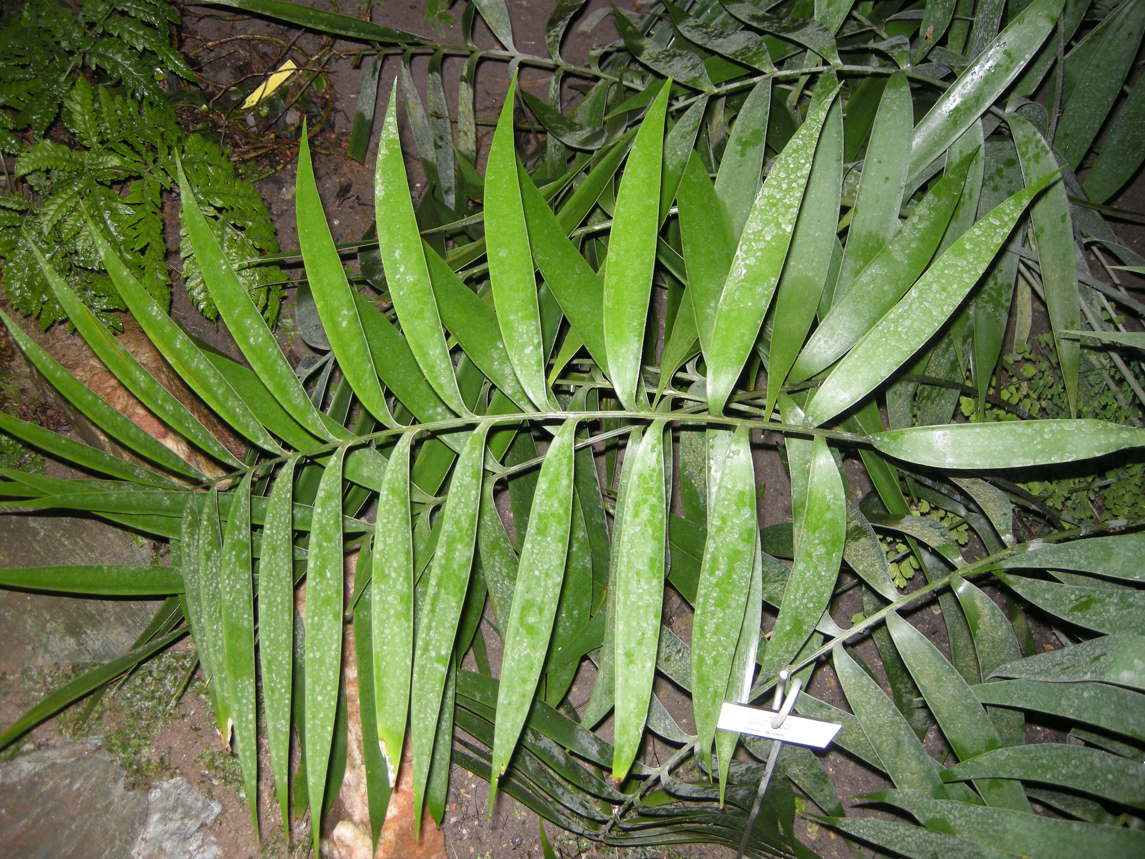 ceratozamia_fuscoviridis2md