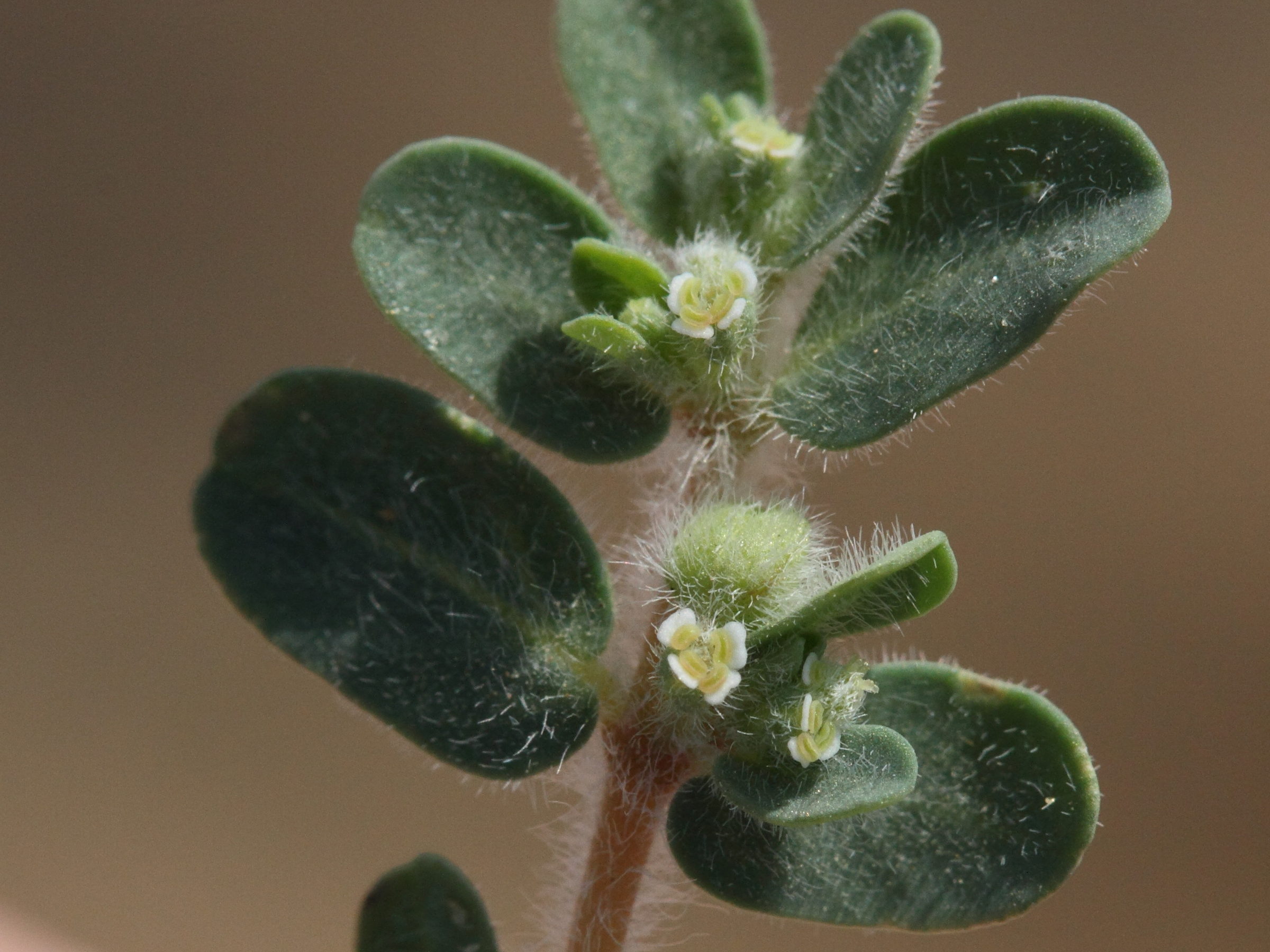 chamaesyce_granulata3md