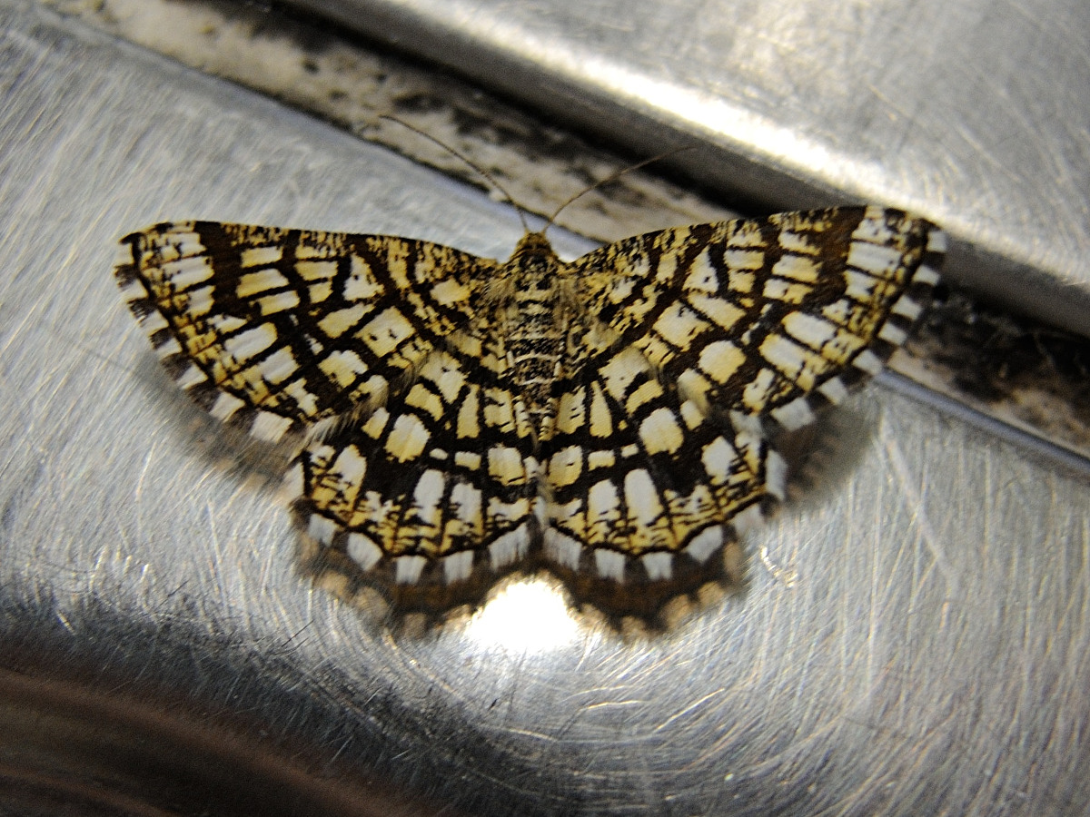 chiasmia_clathrata4md