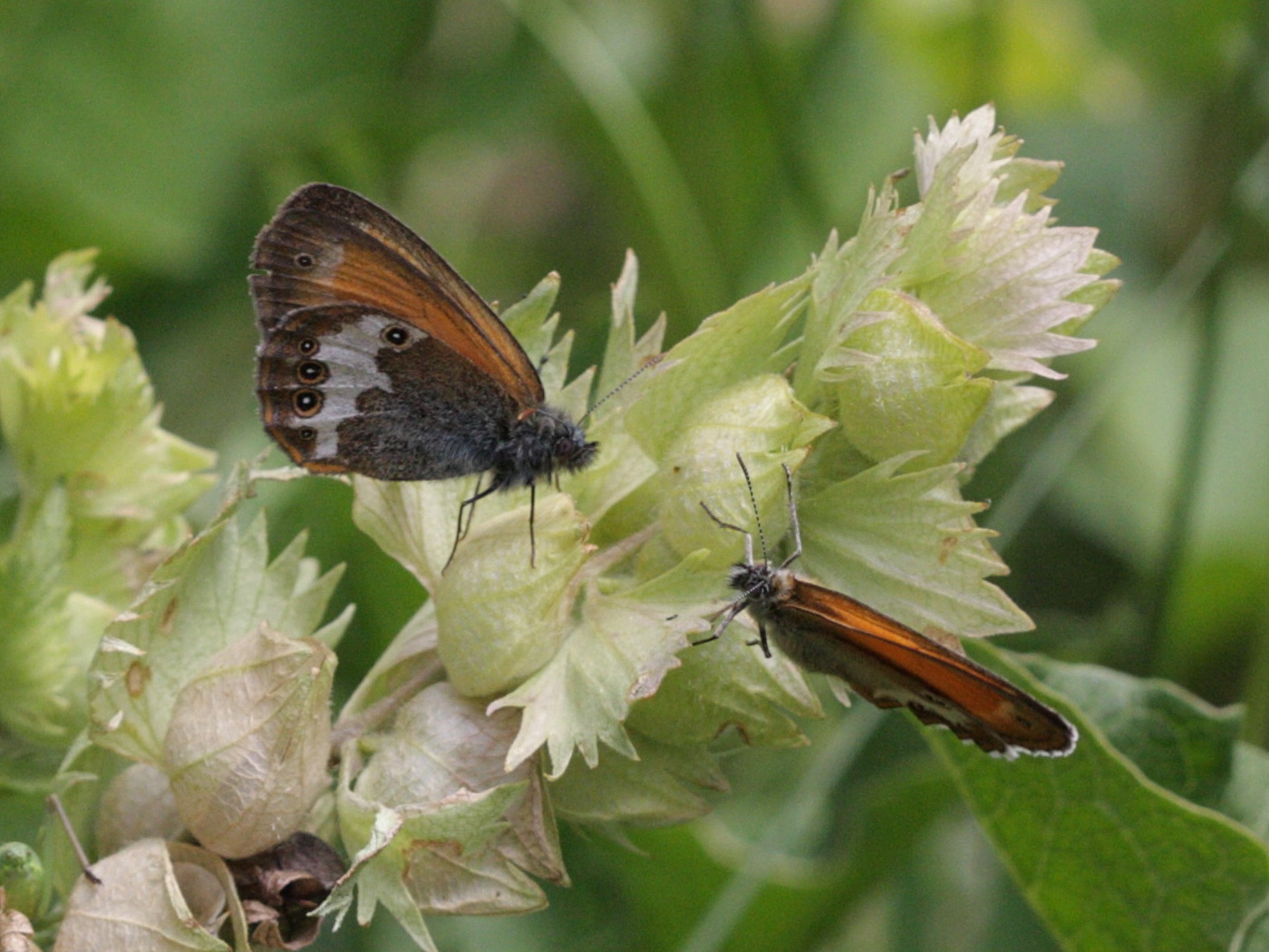 coenonympha_arcania1bd