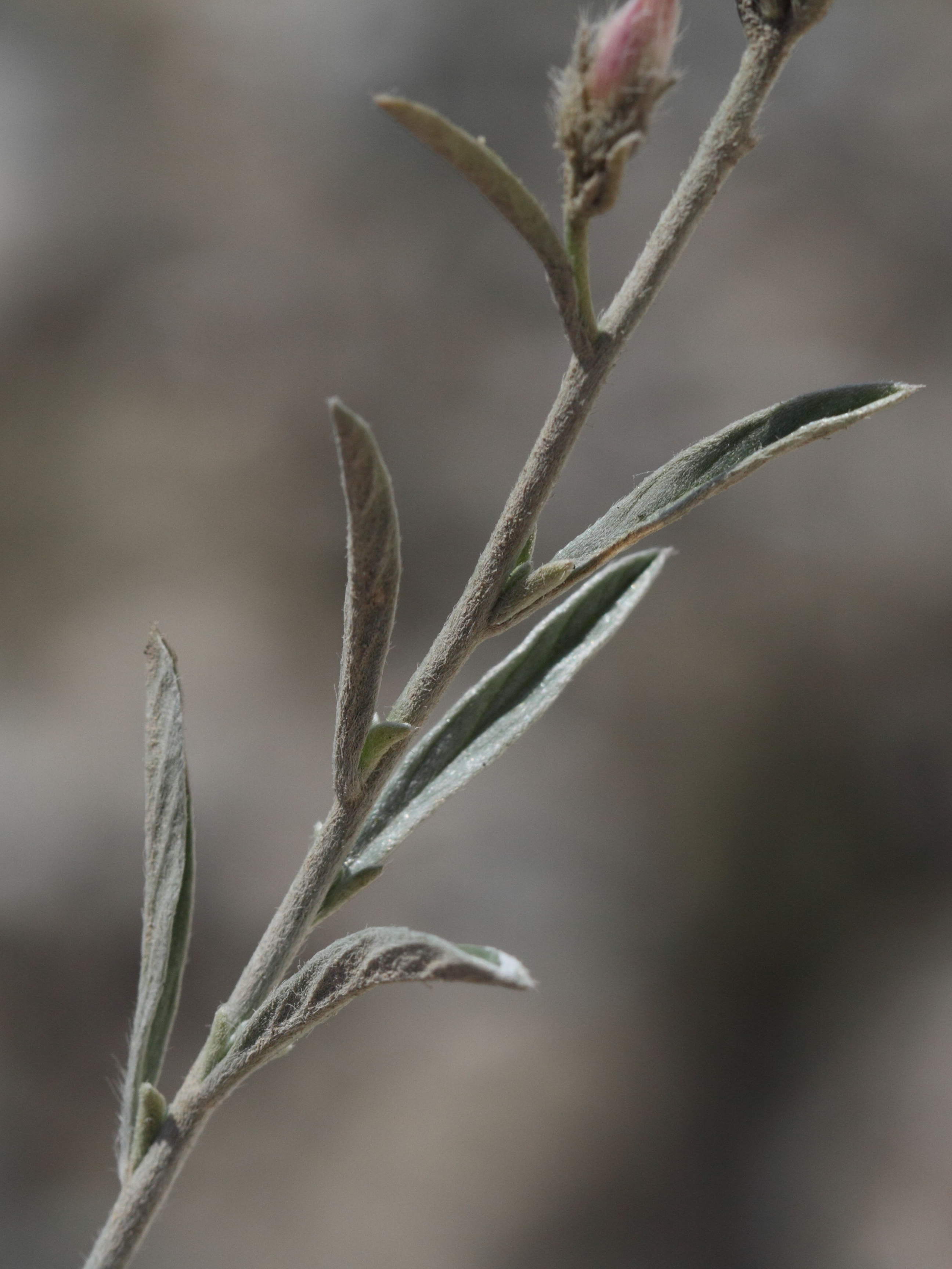 Afficher le média convolvulus_oleifolius4bd convolvulus_oleifolius4bd