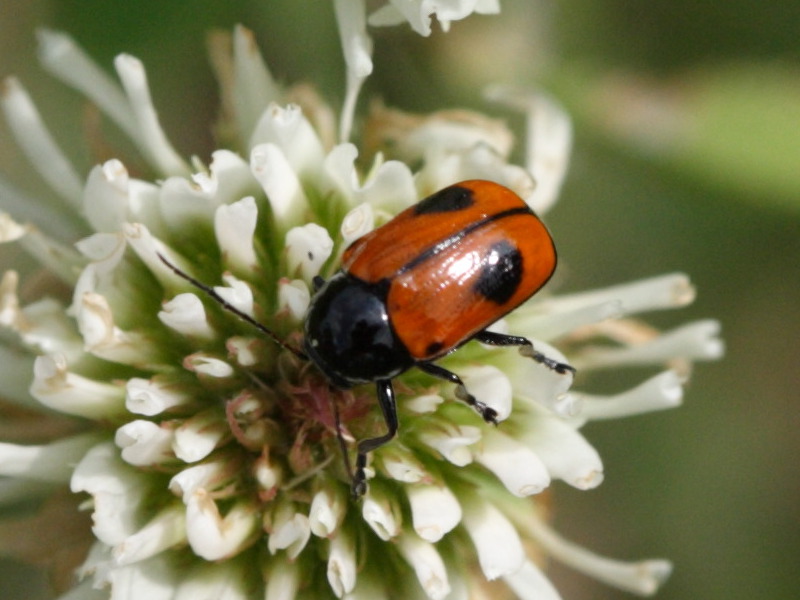 Afficher le média cryptocephalus_bipunctatus2sd cryptocephalus_bipunctatus2sd