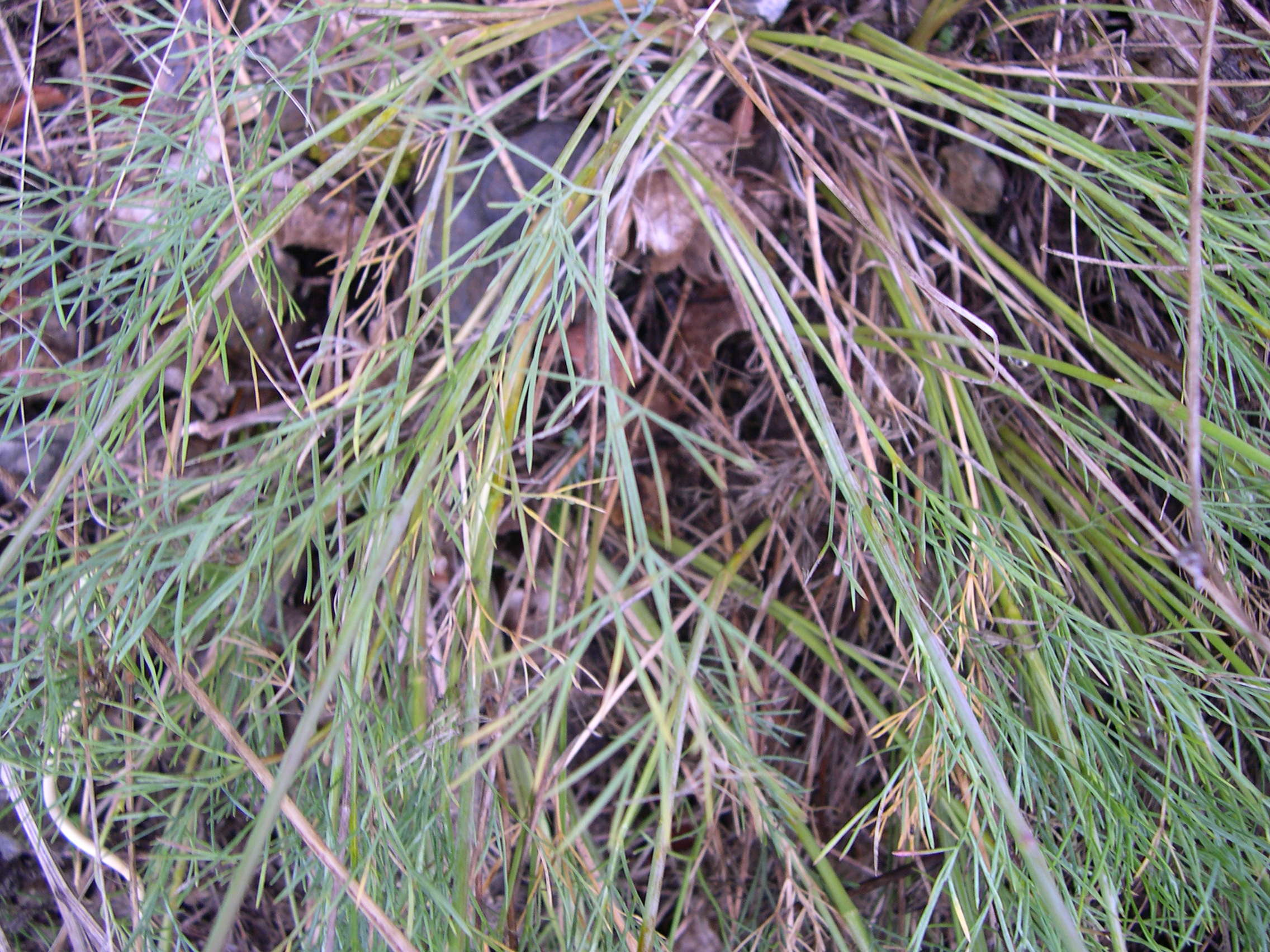 cyclospermum_leptophyllum2md